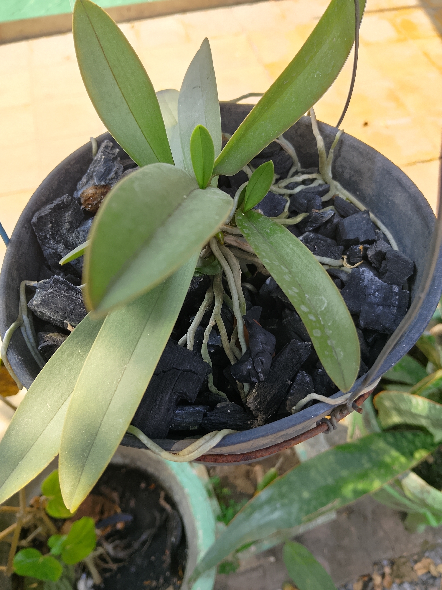 A close-up shot shows an orchid plant in a black pot filled with charcoal pieces. The orchid has several green leaves and visible light-colored roots. The pot is suspended by wire. In the background, a light-colored tiled surface is visible, along with other plants in pots, including a green and white pot. The lighting suggests an outdoor setting. This image was taken in Padangan, Indonesia.