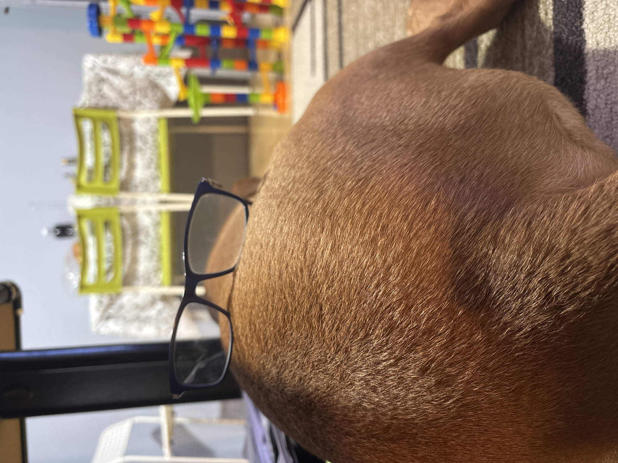 The image shows the rear of a reddish-brown dog lying down on a rug. A pair of black-framed glasses are perched precariously on the dog's back. In the background, there is a colorful children's toy structure made of building blocks, and some children's chairs. The photo appears to be taken indoors. There is no information to indicate that the picture was taken in Sofia, Bulgaria.