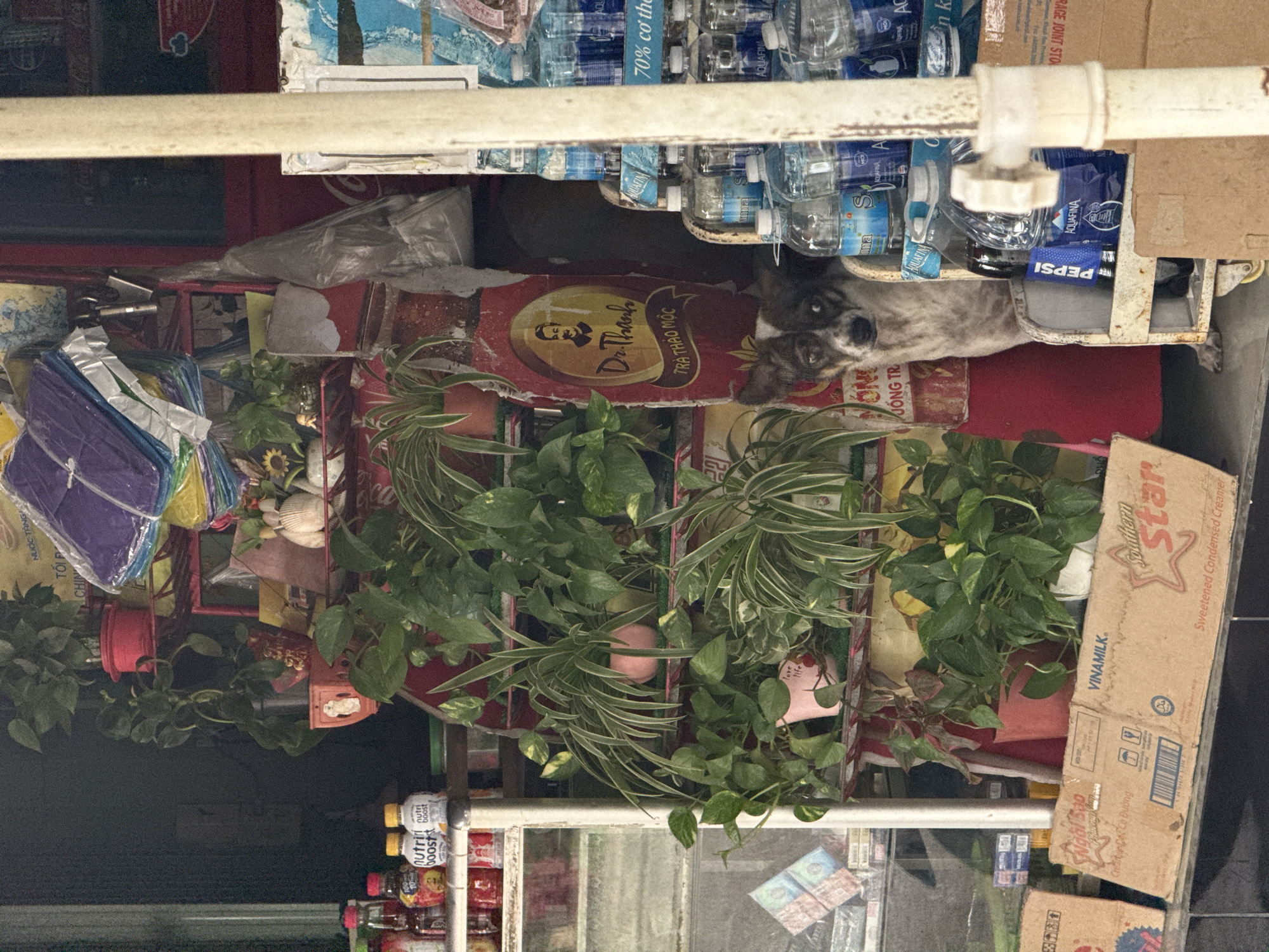 The image depicts a street-level storefront in Nha Trang, Vietnam. The storefront features shelves stocked with various items, including bottled water, drinks, and what appear to be kites stacked on a red rack. Several potted plants with green foliage are displayed on the shelves, adding a touch of greenery to the scene. A black and white dog with a sad expression is positioned near the bottom right of the image, partially obscured by shelves. In the foreground, cardboard boxes are visible, one of which is labeled "VINAMILK" and "Southern Star Sweetened Condensed Creamer." The overall impression is that of a small shop or market stall, with a mix of merchandise and natural elements. The lighting suggests it is daytime.