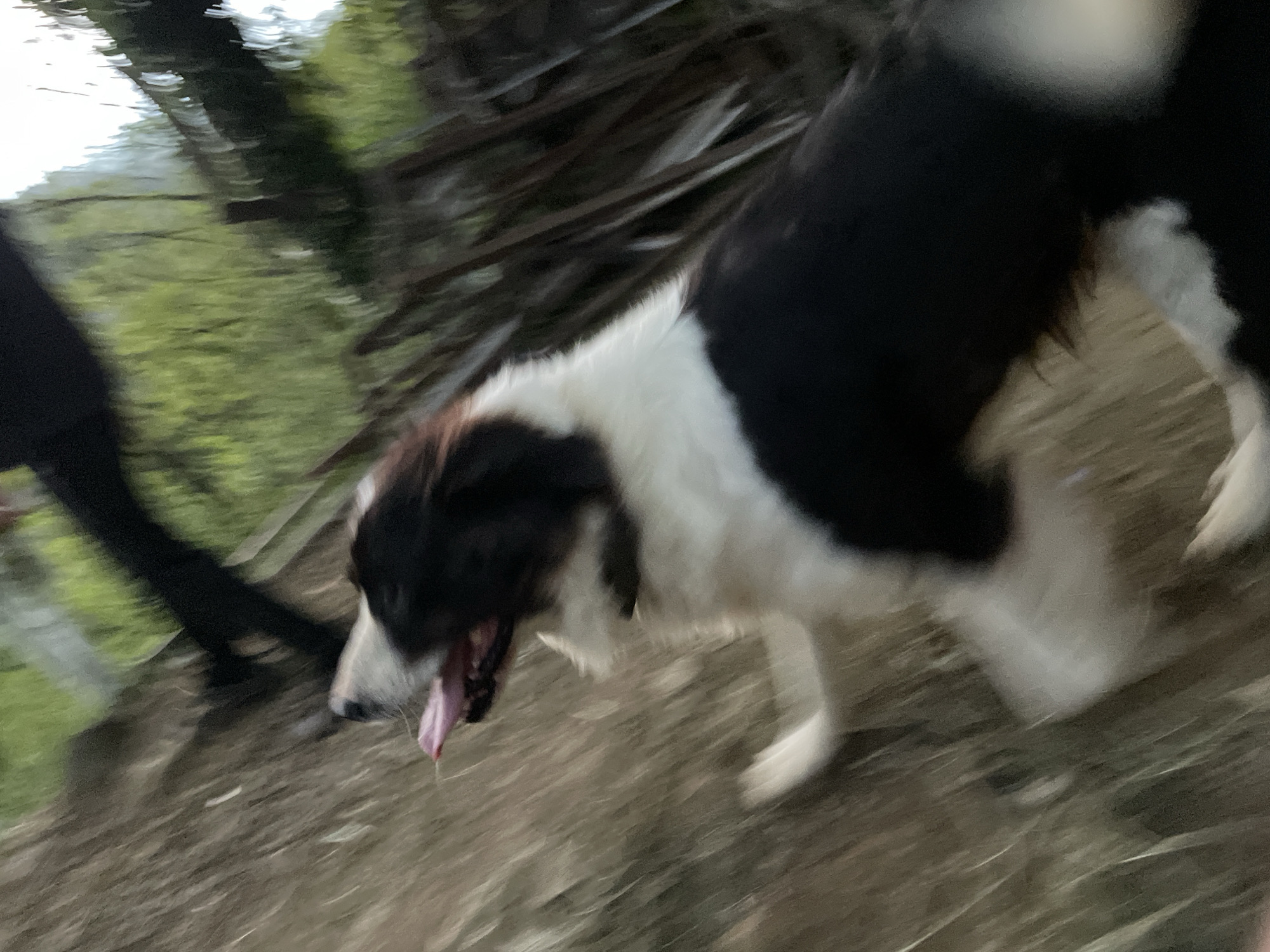 The image shows two dogs, one primarily black and the other a combination of black and white, in motion on what appears to be a dirt path. The background includes blurred greenery, possibly trees and foliage. Due to the motion blur and lack of clear landmarks, it is not possible to confirm the location as Zlatograd, Bulgaria.