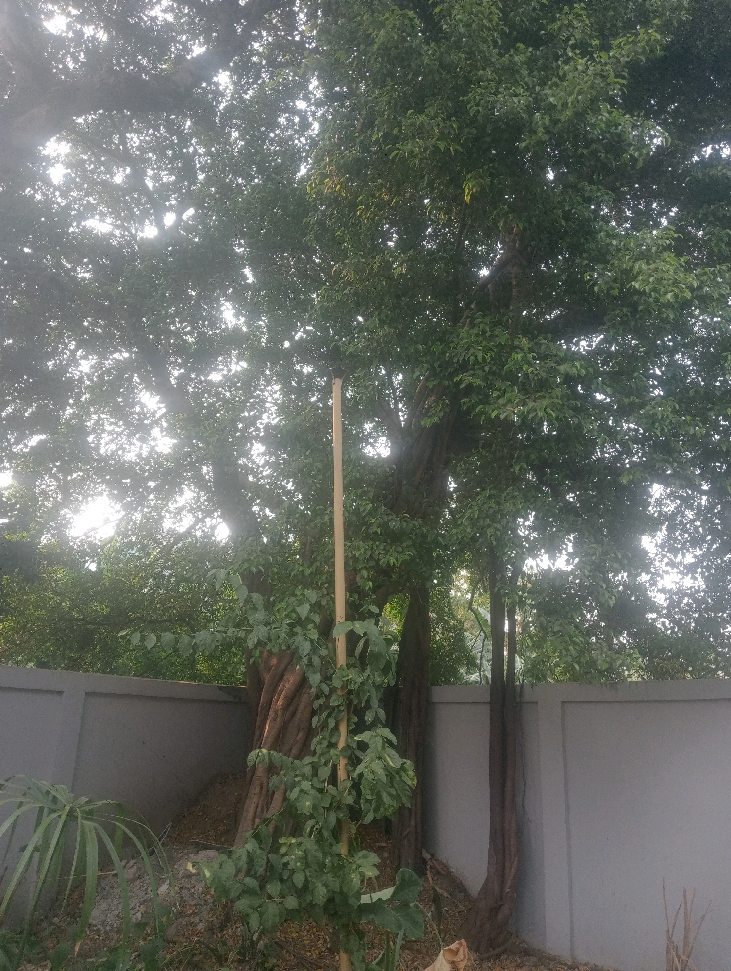 The image shows a large tree with thick, gnarled roots and a dense canopy of green leaves, with sunlight filtering through. There are also other trees and foliage visible. A light gray, textured wall runs horizontally across the lower part of the image, separating the area with the trees from what appears to be a more manicured space. A thin, vertical bamboo pole stands near the center of the image, supporting some of the climbing vines. The overall impression is of a naturalistic setting within an urban environment, possibly a garden or a park in East Jakarta, Indonesia.