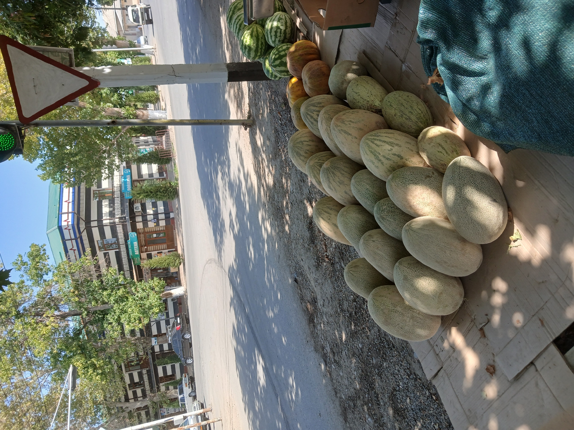 This image depicts an outdoor market stall on a sunny day in Talmazar, Uzbekistan. The foreground is dominated by a large display of melons and watermelons, arranged on the ground on cardboard. The melons vary in size and color, with some showing netted patterns and others a more uniform pale green or yellow. Behind the fruit stall, a street is visible, with cars parked along the sidewalk and some driving on the road.
In the background, a multi-story building with a distinctive black and white striped facade stands prominently. A green sign with text in Cyrillic script, possibly indicating a pharmacy ("APTEKA"), is visible on the building. The building is partially shaded by large trees with green foliage. A traffic light with a green signal is visible at the top left of the image, and a triangular yield sign is mounted on a pole to its right. The overall scene suggests a typical urban marketplace in Uzbekistan, with goods being sold directly from the sidewalk. The lighting indicates it is daytime, with sunlight casting shadows from the trees onto the street and the fruit display. There are no people clearly visible in the image.