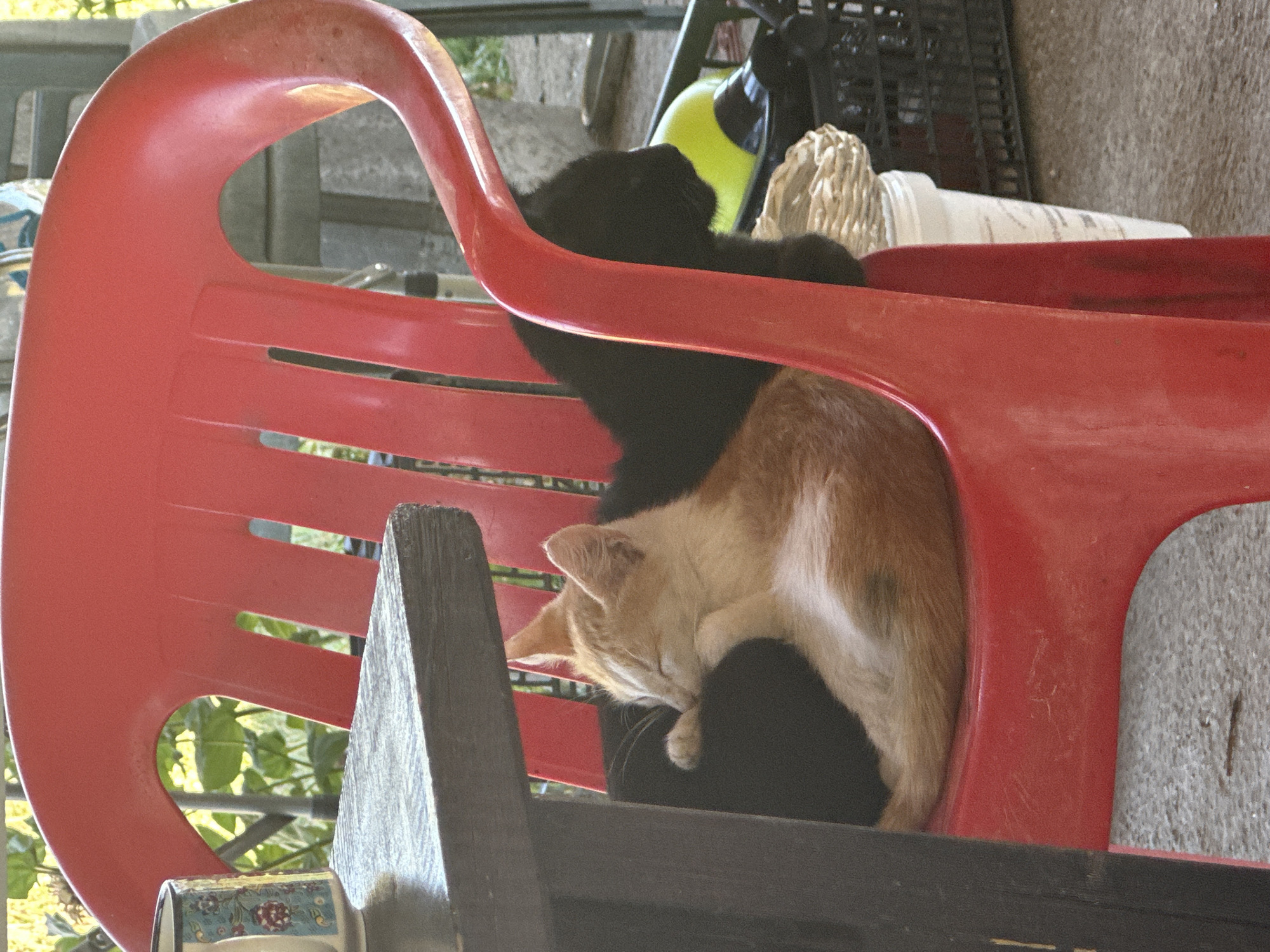 Two cats are sleeping on a red plastic chair in front of a dark wooden table. The cat in the foreground is orange and white, curled up with its head resting on the black cat behind it. The black cat is mostly obscured by the orange and white cat. Behind the chair, there is a blurred background with greenery, a black plastic crate, and a white bucket. The scene appears to be outdoors, possibly on a patio or porch. The image was taken in Galiche, Bulgaria.