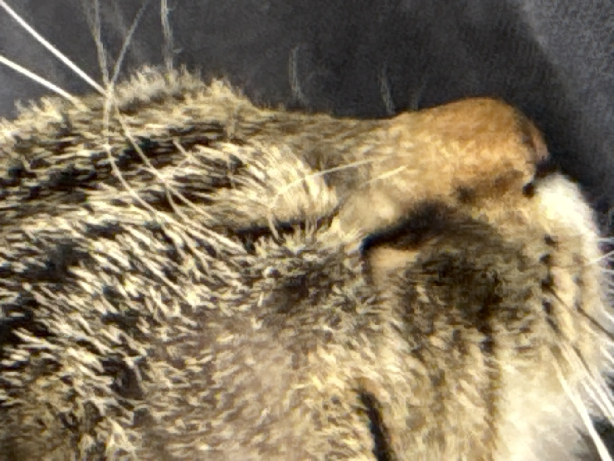 The image shows a close-up view of a brown tabby cat's head. The fur is a mix of light and dark brown with some white whiskers visible. The cat appears to be resting, with its head tilted slightly downwards. The background is a dark, blurred surface, possibly a piece of furniture. There is no information available to determine if the cat and/or image is located in the city of Plovdiv, Bulgaria.