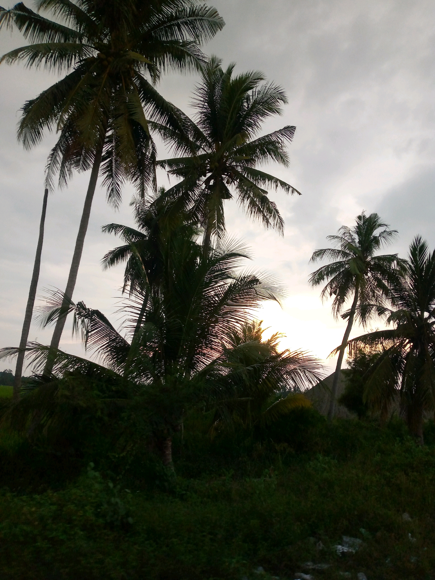 The image shows a cluster of tall coconut palm trees silhouetted against a cloudy sky during what appears to be sunset. The sky is overcast with varying shades of grey, and hints of warm light from the setting sun are visible between the palm fronds, casting a soft glow. The lower portion of the image is dominated by dense, dark green foliage, suggesting a tropical or subtropical environment. The scene is devoid of any human presence or discernible activity. The location is identified as Peurupok, Indonesia.