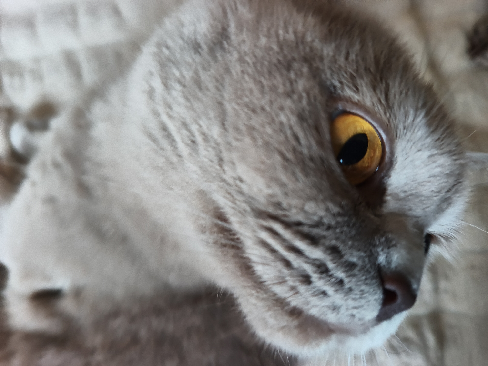 Close-up of a light gray cat with yellow eyes. The cat is lying down, with its head turned slightly. The background is blurred.