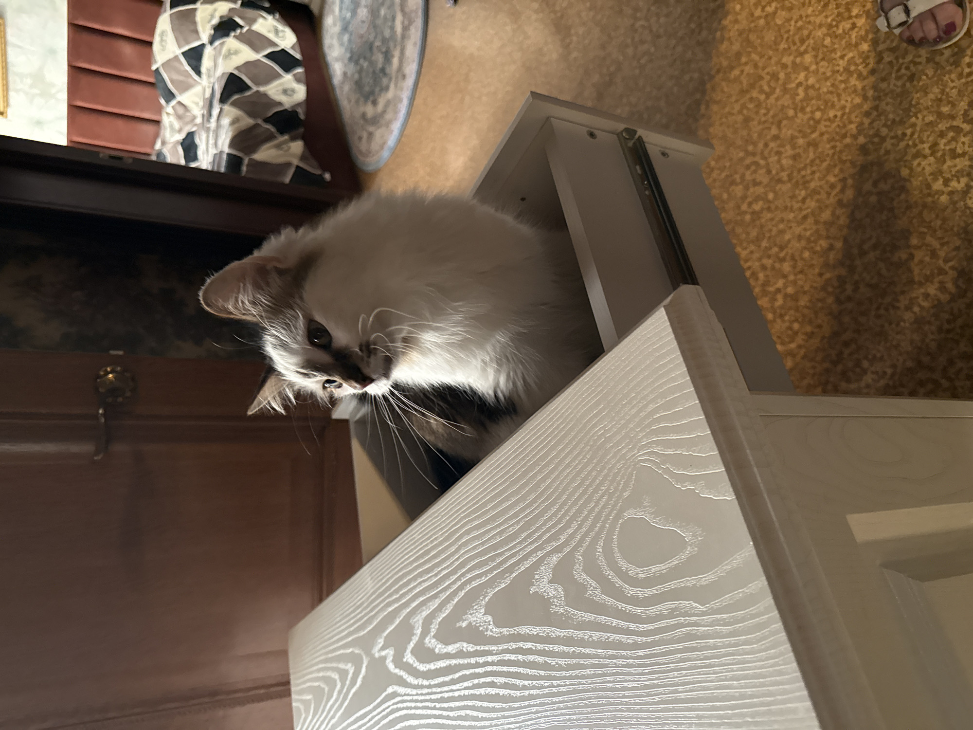 A long-haired white and gray cat is sitting inside an open, light-colored wooden drawer. The drawer is attached to a dark-colored wooden cabinet with a metal knob. The background includes a patterned chair, a rug, and a portion of a person's foot wearing a sandal on a carpeted floor. The environment appears to be inside a home.