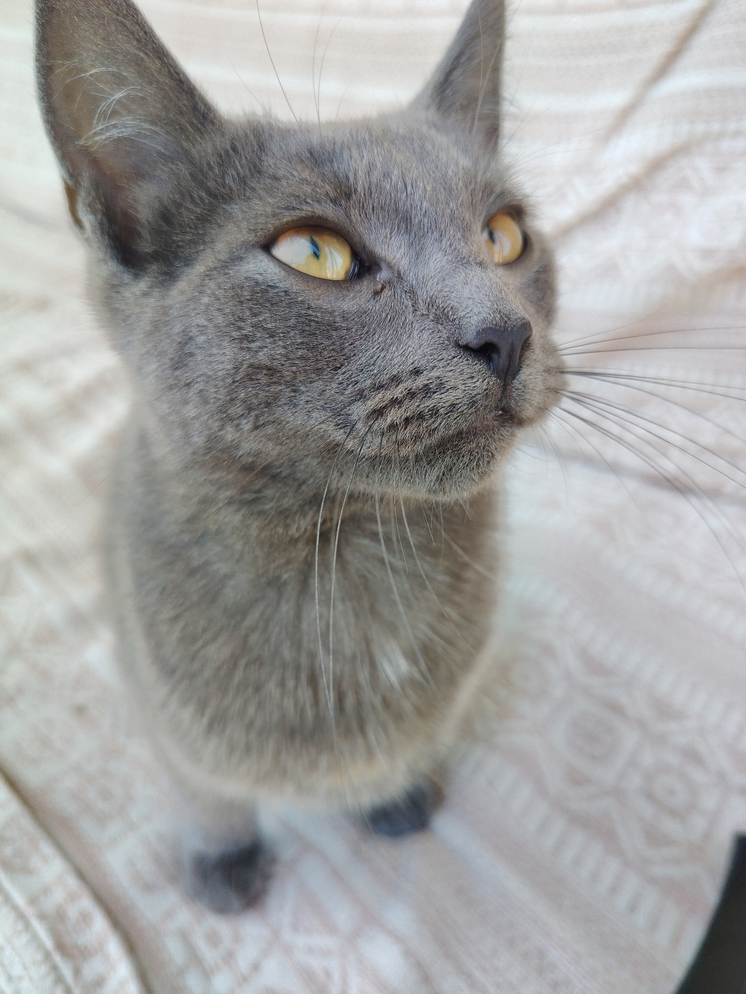 This is a close-up, eye-level, medium shot of a young, grey cat sitting on a textured, light-colored fabric. The cat is looking to the right of the frame with its head tilted slightly upwards. Its eyes are a striking golden-yellow. The background is out of focus, with the fabric appearing to have a subtle pattern. There is no indication of the city of Volokonovka, Russia in this image.