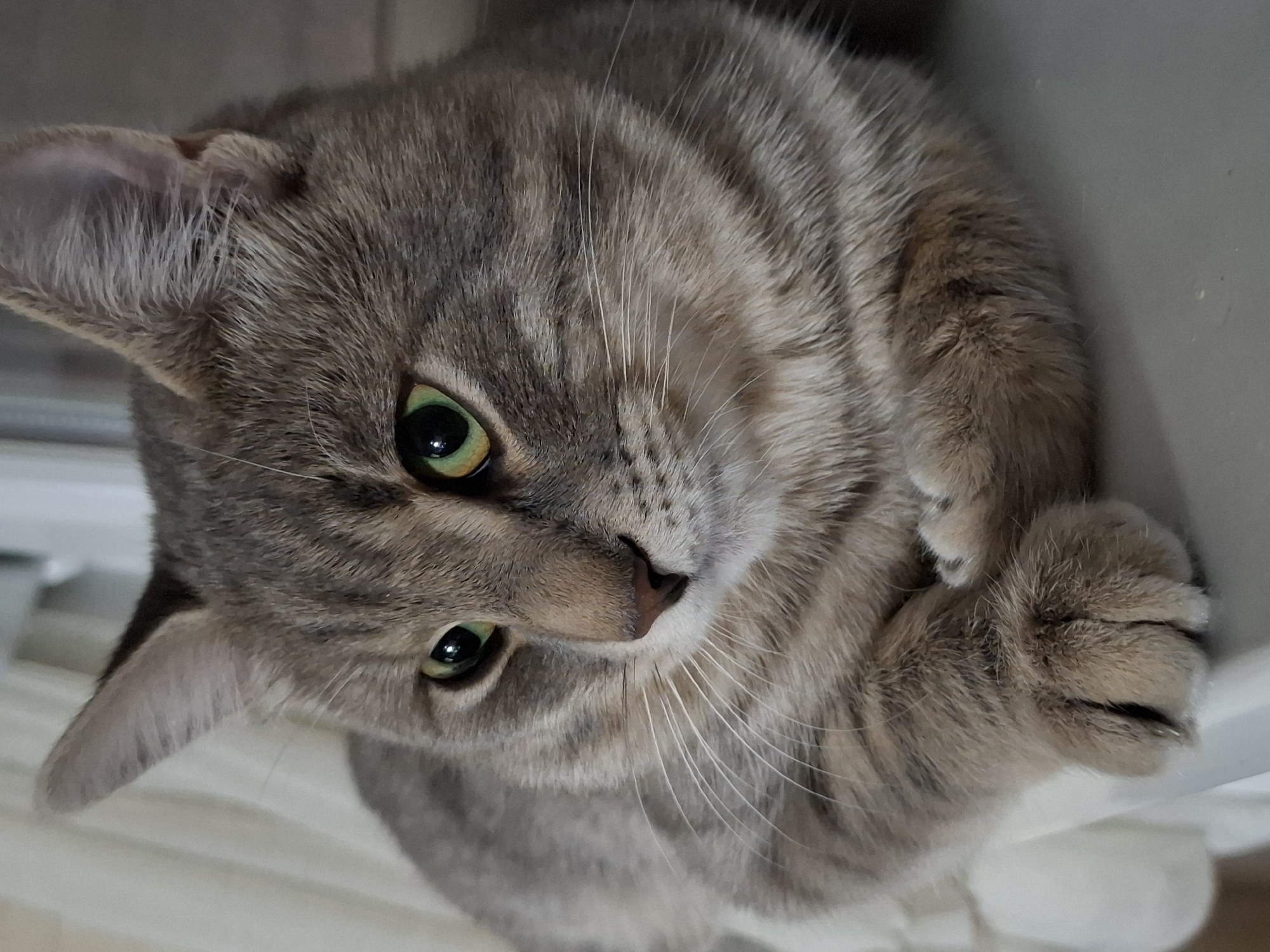 A grey tabby cat with green eyes is curled up, paws tucked in, looking up at the camera. The cat's fur has darker grey stripes and white whiskers. The background appears to be a light-colored, possibly white or off-white, surface, indicating an indoor setting. There is no evidence in the image to indicate that the location is Novi Sad, Serbia.