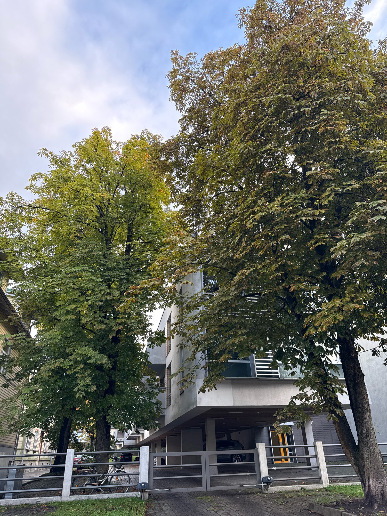The image shows a tree-lined street in Tallinn, Estonia, on a cloudy day. Two large trees with green and brown leaves dominate the foreground, with a modern, multi-story building behind them. The building has a grey facade, large windows, and a covered parking area. A metal fence runs across the middle of the image, with a bicycle parked beside it. The street is paved with cobblestones, and there is some grass and fallen leaves. The overall impression is one of an urban environment with mature trees and contemporary architecture.