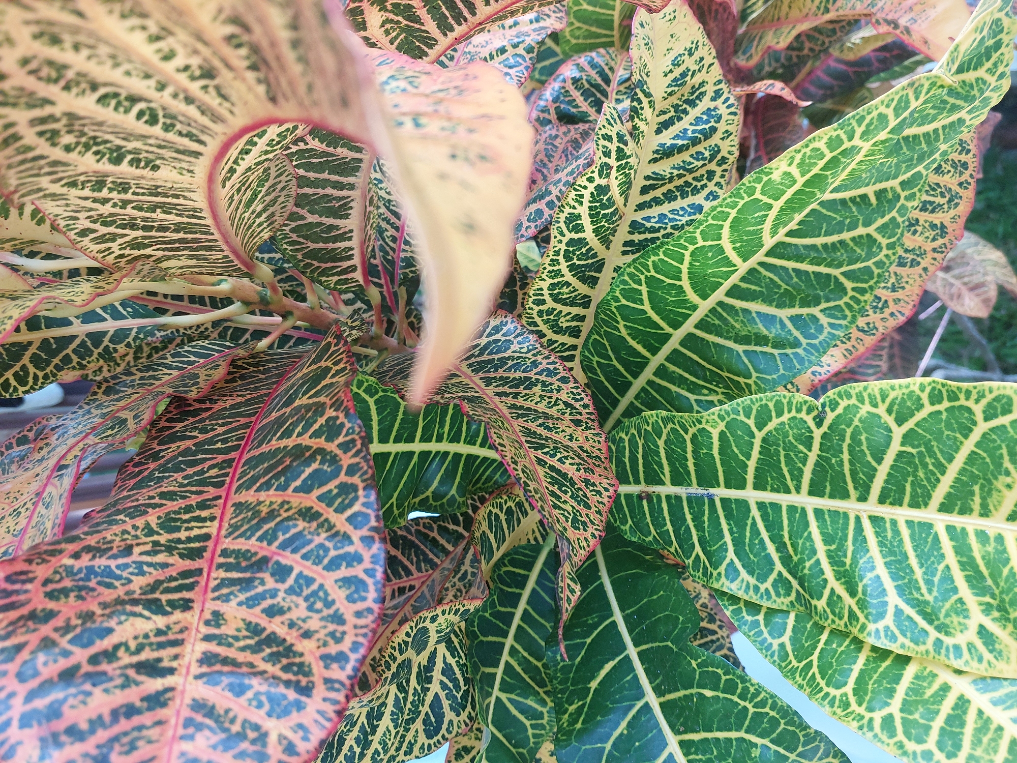 This is a close-up, overhead shot of Croton plants in Baan Mae Nam, Thailand. The leaves display a vibrant pattern of green, yellow, and red, with intricate veining visible on each leaf. The plants are densely packed, with some leaves overlapping others. The background is blurred, suggesting an outdoor setting, possibly a garden or park, with hints of green foliage and possibly a light-colored structure or wall. There are no people or discernible actions present in the image.