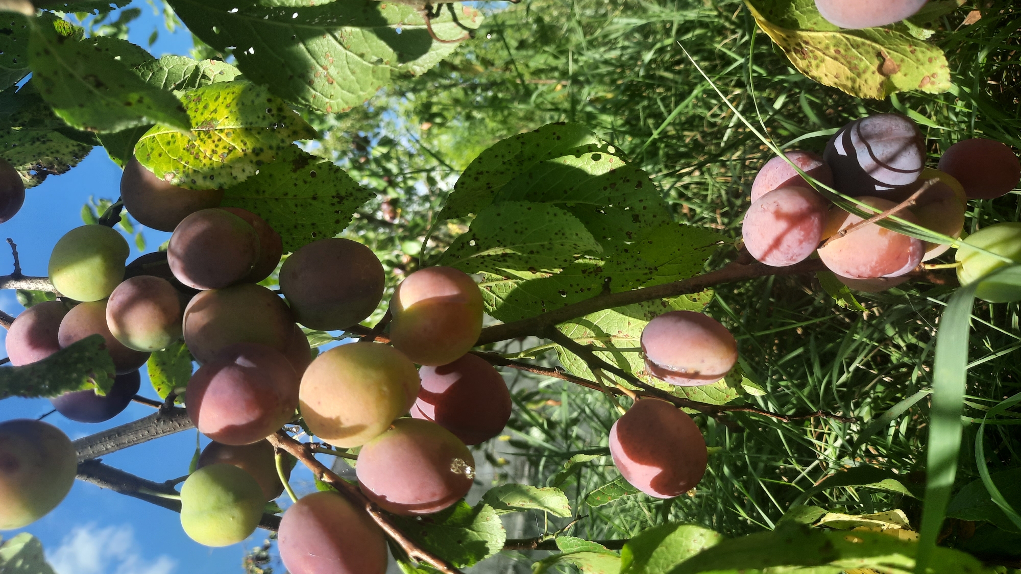 This is a close-up, low-angle shot of a plum tree branch laden with ripe plums, set against a bright blue sky. The plums are a mix of colors, predominantly reddish-purple with some transitioning to green and yellow. They are clustered together on the branch, some partially obscured by green leaves, which show signs of spotting. The sunlight casts shadows and highlights on the fruit and foliage. In the background, lush green grass and foliage are visible, suggesting an outdoor, natural setting. The image was taken in Shkloŭ, Belarus. There are no people or animals in the frame.