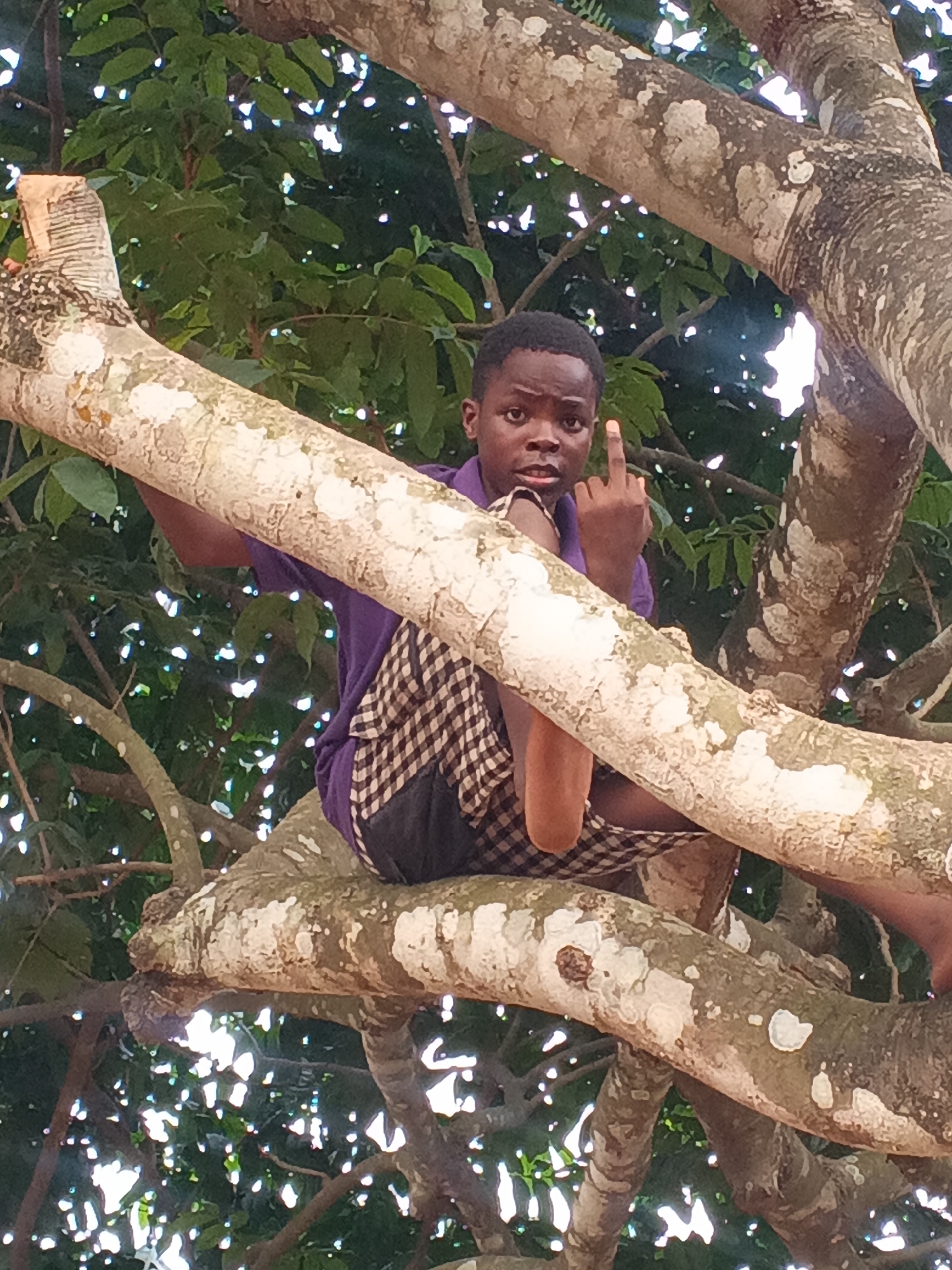 A young person, likely a boy, is perched high in the branches of a large tree, looking directly at the viewer. He is wearing a short-sleeved purple shirt and dark checkered shorts. His right hand is raised, making a clear middle finger gesture towards the camera, conveying a defiant or impudent message. His facial expression is serious and direct, aligning with the hand gesture.
The setting is an outdoor natural environment, filled with dense green foliage and numerous tree branches. The branches supporting the boy are thick and sturdy, characterized by mottled bark with prominent white or light grey patches against a darker brown or greenish-grey background. Bright sunlight filters through the leaves in the background, creating areas of brilliant white light and indicating it is daytime. The scene suggests a clear weather day in a natural, possibly rural, landscape. This setting is consistent with the location context of Eziudo, Nigeria. There is no visible text in the image.