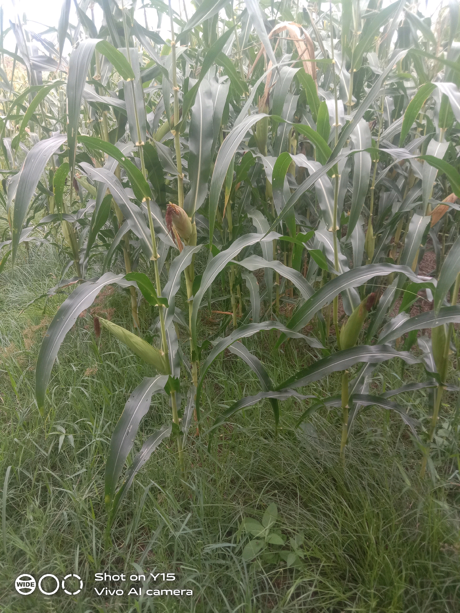 This image depicts a close-up view of a cornfield, likely in a rural or agricultural setting. The corn stalks are tall and lush green, with long, broad leaves that droop slightly. Several corn cobs are visible, some still enclosed in their husks and others partially exposed. The ground is covered in dense, green grass and weeds. The lighting suggests it is daytime, with a slightly overcast sky. The image has a watermark in the bottom left corner indicating it was taken with a "Shot on Y15 Vivo AI camera". The user specifies the location as "Mesjid Tuha, Indonesia".