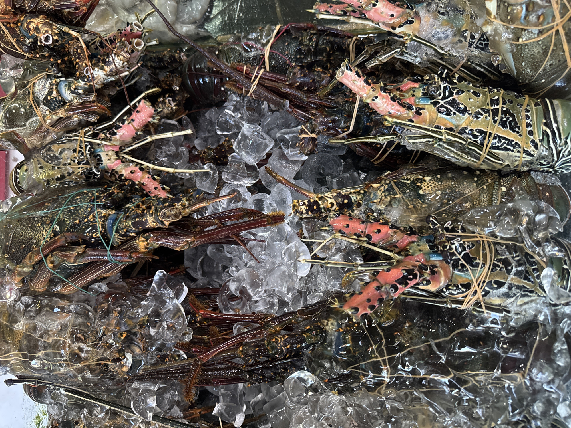 A large mass of spiny lobsters sits atop crushed ice, likely displayed for sale in Kuta Selatan, Indonesia. The lobsters are varied in color, ranging from speckled browns to vibrant greens and blues, some banded with black markings. Their antennae extend in different directions, some wrapped with thin tan ties. The crushed ice fills the spaces between the lobsters, creating a bed of icy crystals.