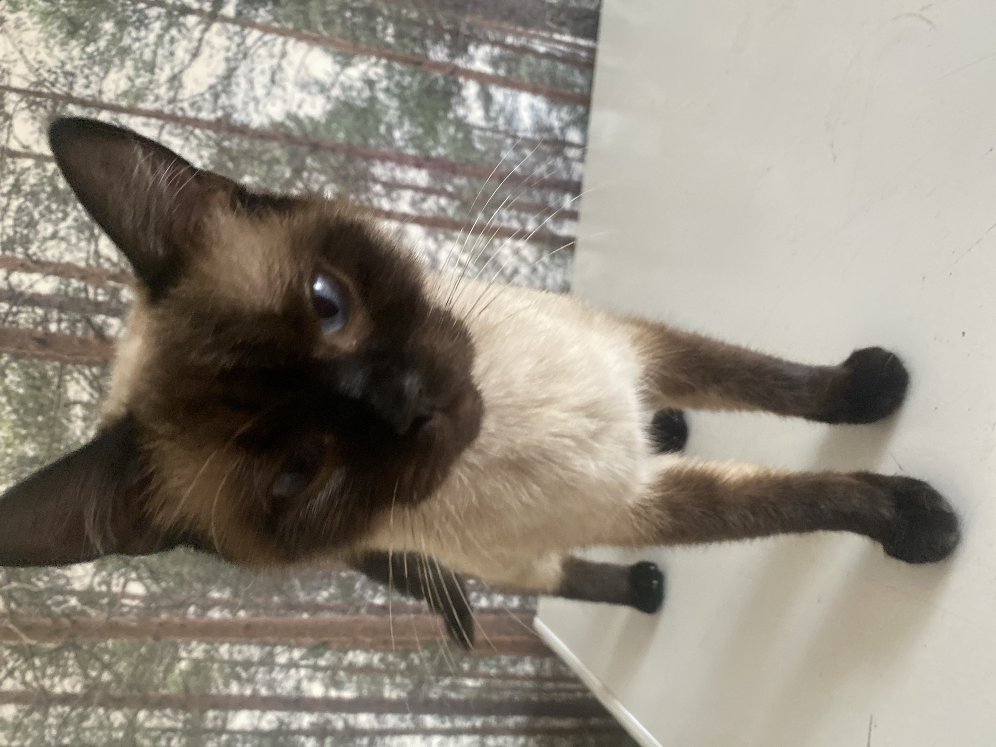 A Siamese cat stands on a white surface, facing the camera. The cat has dark brown "points" on its ears, face, and legs, with a lighter cream-colored body. Its eyes are blue and it has long white whiskers. Behind the cat is a wallpaper depicting a forest scene with tall, slender trees. The image appears to be taken indoors, likely in a residential setting, and shows no discernible connection to Kisliakovskaya, Russia.
