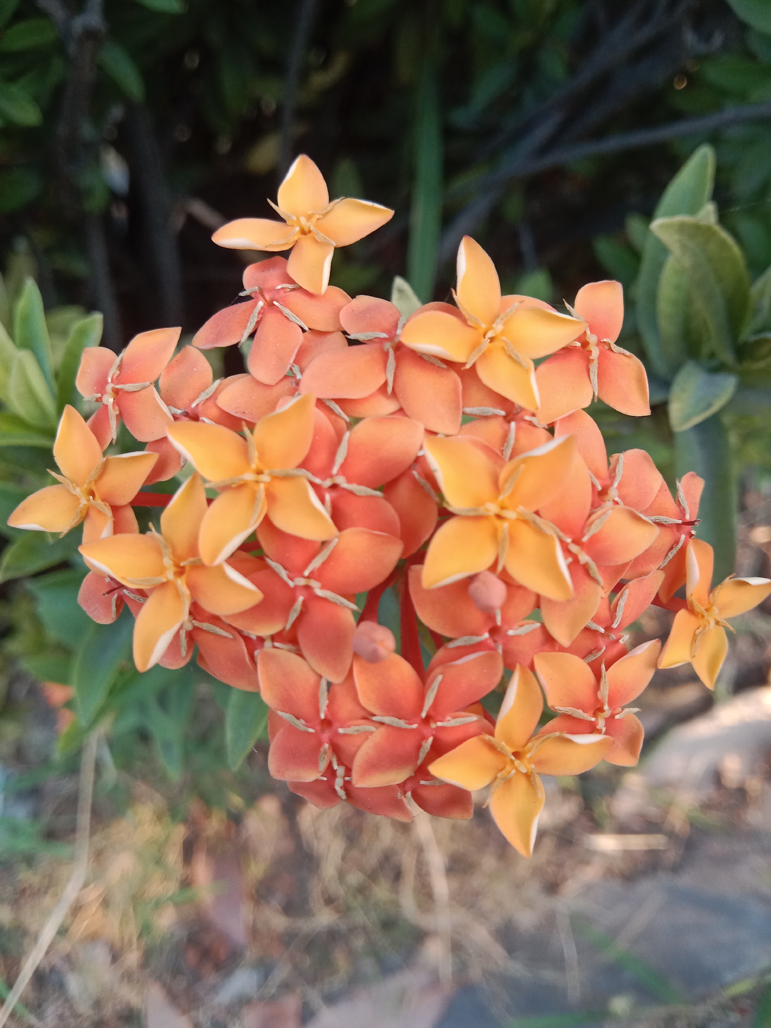 This is a close-up, eye-level, vertical, outdoor photograph of a cluster of vibrant orange and yellow flowers. The flowers are small and star-shaped with four petals. They are densely packed together, forming a bouquet. The background is blurred, consisting of dark green foliage and some lighter green leaves, suggesting a garden or natural setting. The lighting appears to be natural daylight, creating soft shadows and highlighting the texture of the petals. There are no people or animals visible in the image. The location is Kureksari, Indonesia.