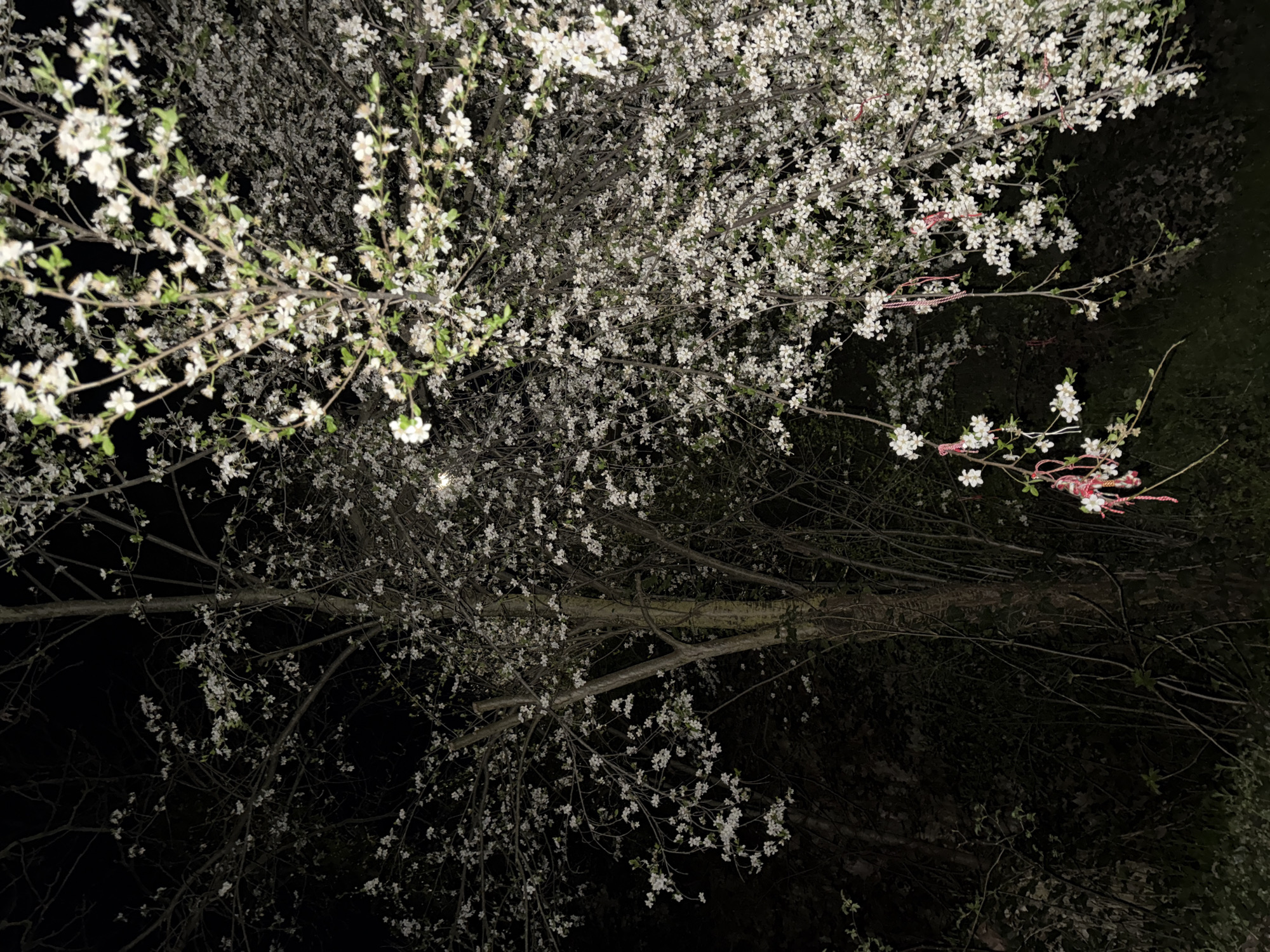 The image shows a flowering tree at night, with white blossoms covering its branches. The tree is located in Pleven, Bulgaria, as indicated by the presence of "martenitsi," red and white woolen threads tied to the branches, a tradition celebrating the arrival of spring in Bulgaria. The background is dark, suggesting a nighttime setting with minimal lighting. The focus is primarily on the flowers and branches of the tree.