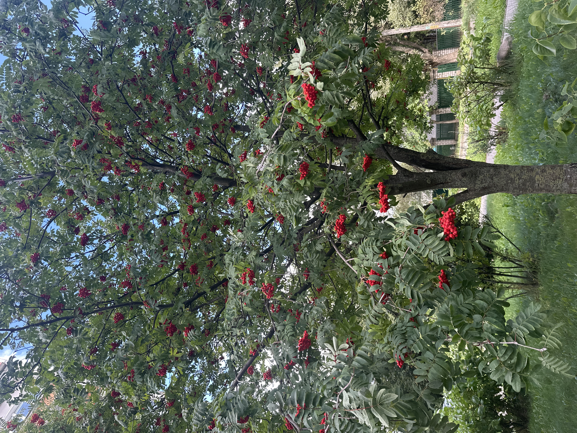 The image shows a rowan tree heavy with clusters of ripe red berries, set against a backdrop of green foliage and a pale blue sky. The tree's trunk is visible in the foreground, with its textured bark. In the background, a building with windows can be seen, along with a green fence and more trees. The ground is covered in grass. The scene appears to be an outdoor urban setting.