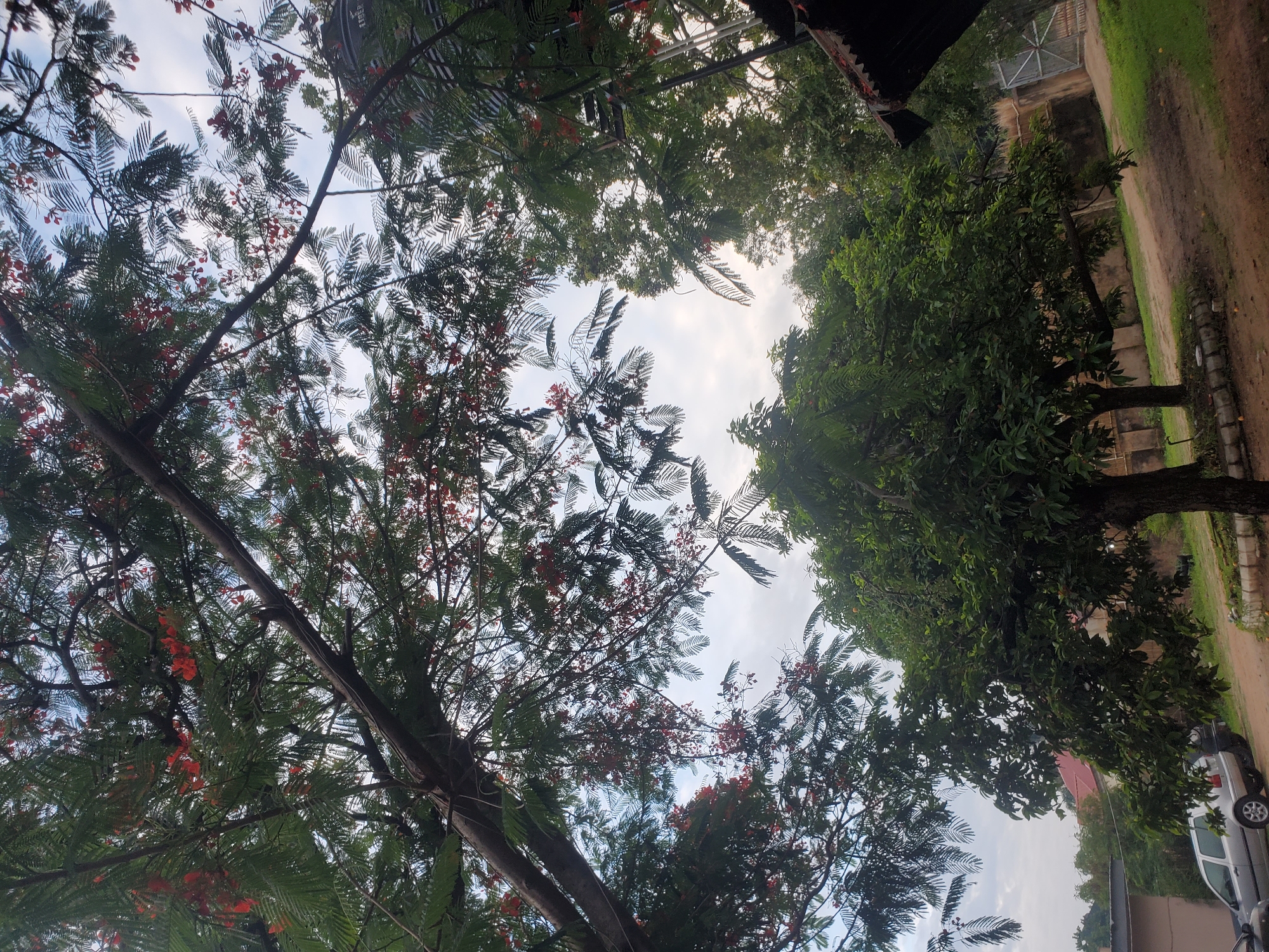 The image depicts an outdoor scene with lush vegetation and a clear sky, likely captured in Jos, Nigeria. In the foreground, a large tree with dense green foliage dominates the lower center of the frame, its branches extending upwards and outwards. Several smaller trees and shrubs are visible in the midground, contributing to the overall verdant landscape. The background reveals glimpses of buildings and a fenced area, suggesting an urban or semi-urban environment. The sky is overcast with diffused sunlight, creating a soft, even lighting across the scene. The overall impression is one of a peaceful, natural setting within a developed area.