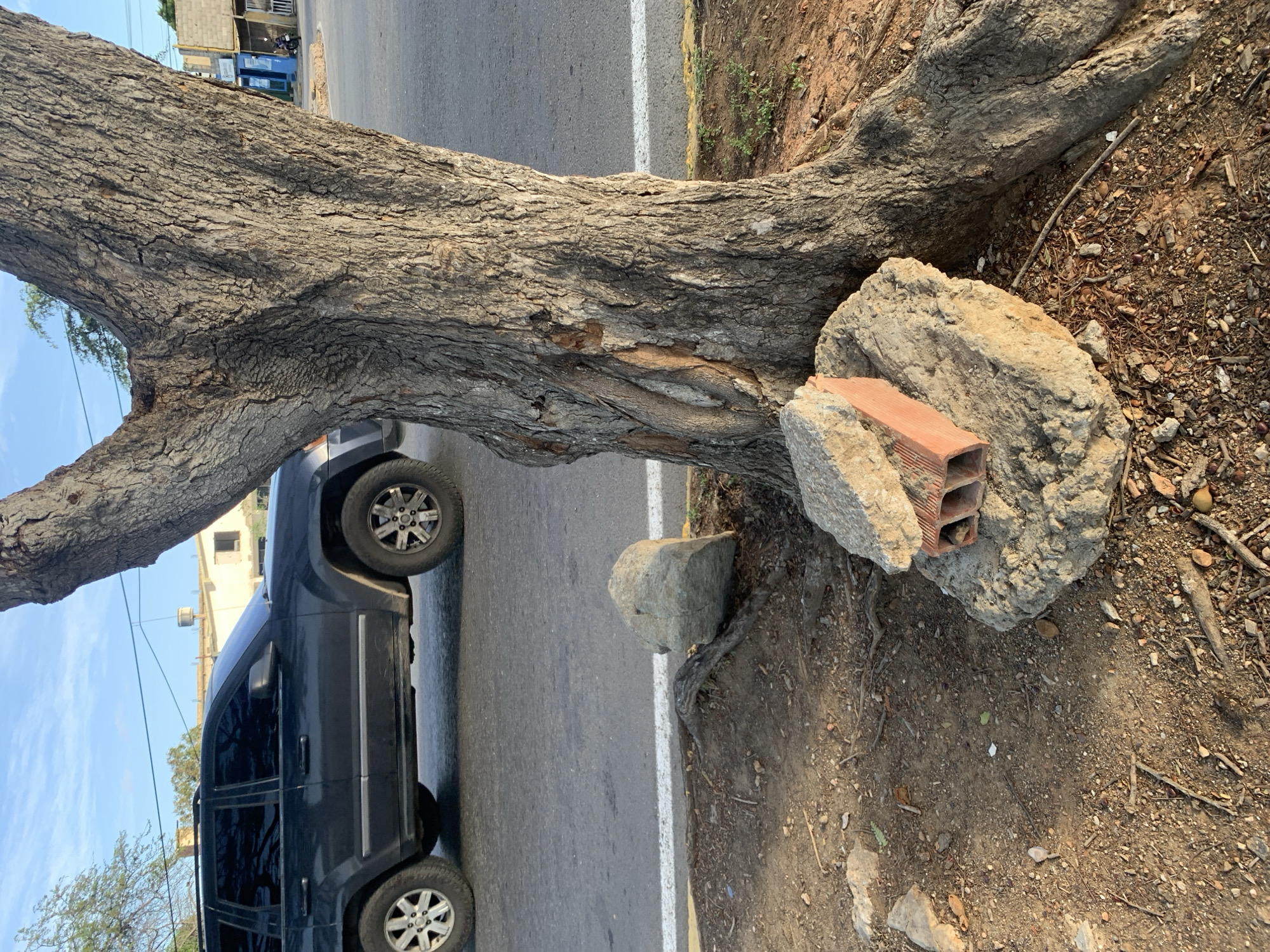 In El Valle del Espíritu Santo, Venezuela, a dark-colored SUV is parked next to a large tree. The SUV is positioned on the left side of the image, facing right, with its tires on the asphalt road. The tree's trunk is prominent in the right half of the frame, with its rough bark and exposed roots visible. At the base of the tree, several large rocks and a broken brick are scattered on the dry, dirt ground. The background shows a street with buildings and power lines, indicating an urban setting. The sky is clear and blue, suggesting it is daytime.