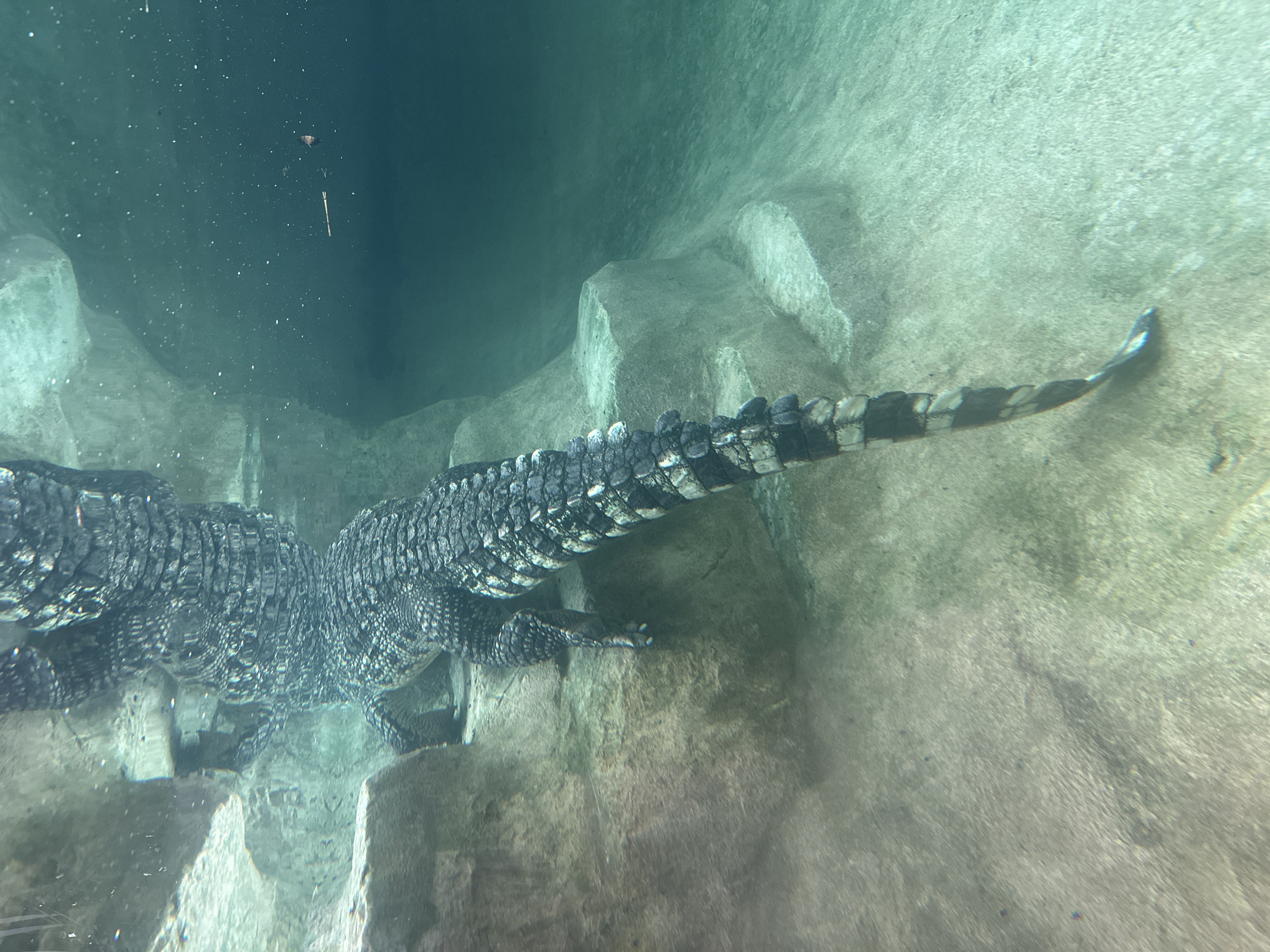 An underwater view shows the scaly body and tail of a crocodile as it swims near rocky formations. The crocodile's back is a mosaic of dark and light scales, and its long, segmented tail tapers to a point. Its limbs, with visible claws, rest on the rocks. The water is a murky green, with small bubbles and particles suspended within it. The rocky environment appears to be artificial, possibly within an aquarium. The lighting is dim, suggesting the photograph was taken indoors or in low-light conditions. There is no visible text in the image. The scene depicts a crocodile in its aquatic habitat, showcasing its texture and the underwater environment it inhabits.