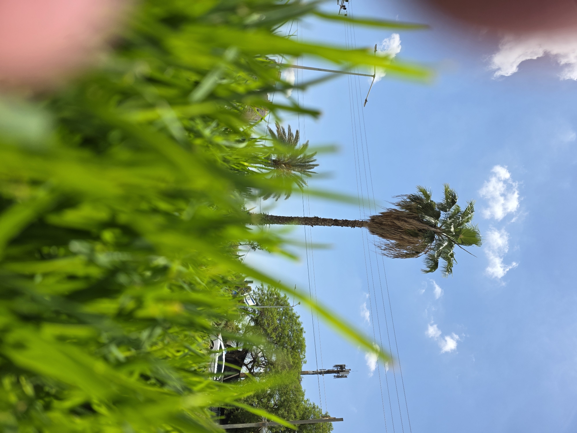 The image shows a view of Be'er Sheva, Israel, from ground level, partially obscured by long green grass in the foreground. The sky is blue with scattered white clouds. Prominent in the scene are two palm trees of different sizes, with the taller one having a distinct brown, dead-looking section beneath its green fronds. Overhead power lines crisscross the sky. In the lower portion of the frame, there are other trees and a glimpse of what appears to be a vehicle, possibly a car. A cell tower is visible. The overall impression is of an urban environment with natural elements. A pink blurry mass is located in the upper-left corner.