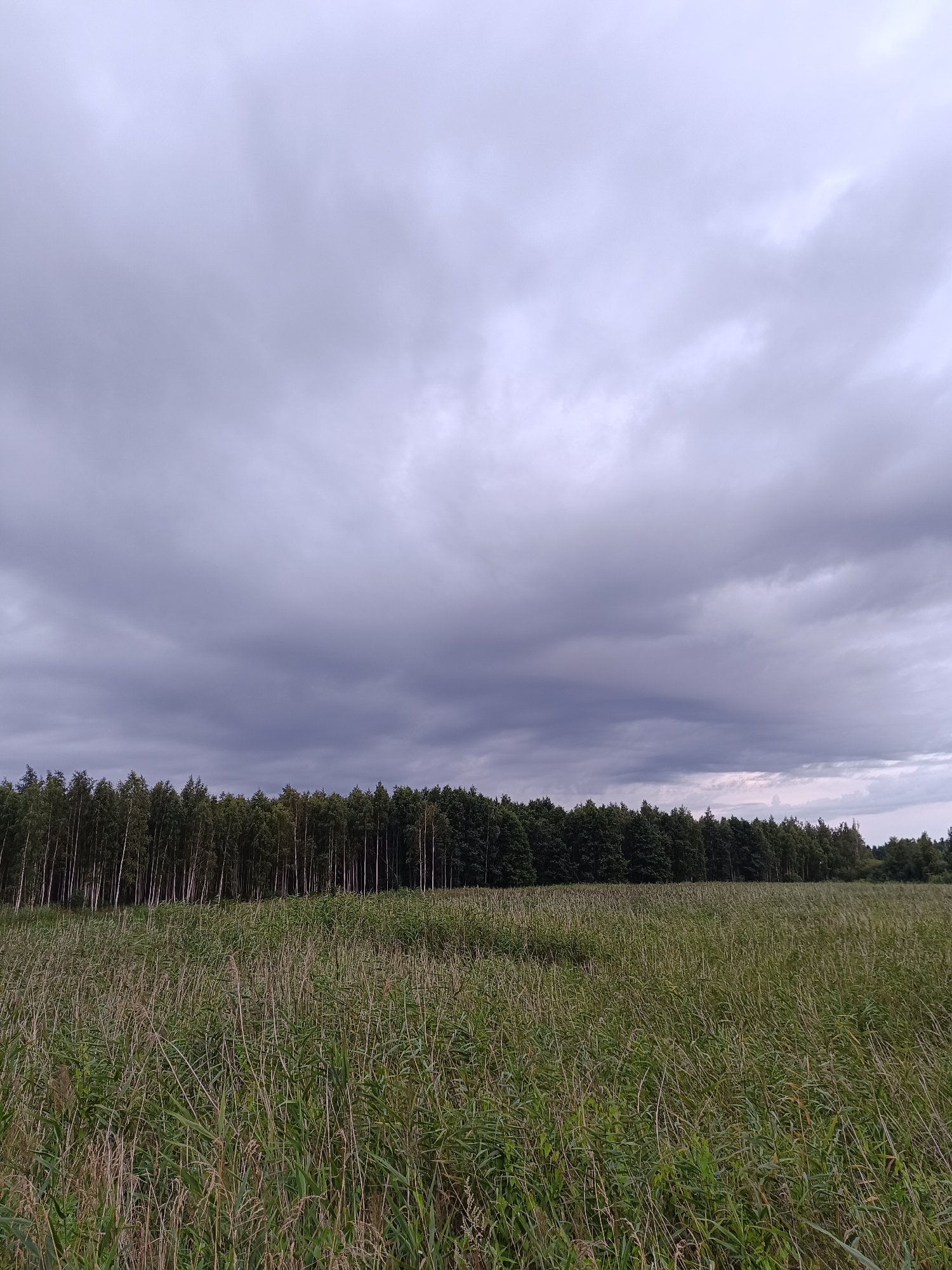 The image depicts a natural landscape featuring a dense forest line in the middle ground, bordering a vast field of tall, green and dry reeds or grasses in the foreground. The sky above is heavily overcast with dark, dramatic clouds, suggesting an impending storm or inclement weather. The lighting is dim and diffused, casting a muted tone over the entire scene. The forest appears to consist primarily of deciduous trees, with a mix of lighter and darker foliage. The field is uneven and textured, with the reeds varying in height and color. There are no people or man-made structures visible in the image. The scene conveys a sense of wild, untamed nature, likely located in a rural or undeveloped area.