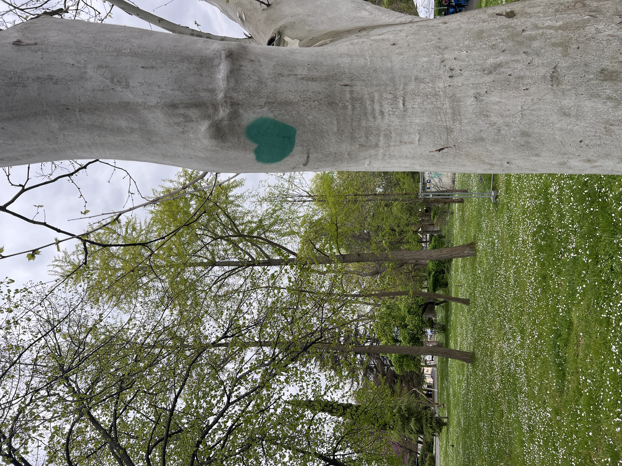 The original image, presented in a portrait orientation despite being captured sideways, depicts a vibrant park scene in Burgas, Bulgaria, during what appears to be spring or early summer. A large, light-colored tree trunk dominates the left side of the foreground, its smooth, mottled bark textured with subtle patterns. A distinct teal-colored heart is spray-painted on this trunk, adding a touch of graffiti.
Beyond the prominent foreground tree, a wide expanse of bright green grass fills the midground and background, lavishly speckled with numerous small white flowers, likely daisies, creating a cheerful, pastoral carpet. Various deciduous trees with fresh, light green leaves and budding branches are visible throughout the park, suggesting new growth after winter. Their branches reach up towards a cloudy, light grey sky, indicating an overcast or muted daylight rather than direct sunshine.
In the far background, hints of urban or park infrastructure can be seen, including sections of metallic fencing or temporary barriers and a faint glimpse of what might be a distant tent or structure on the upper right. No individuals are visible, and no specific activities are taking place, contributing to a quiet and serene atmosphere. The scene captures the fresh beauty of nature in a public green space. No visible text is present apart from the heart symbol.