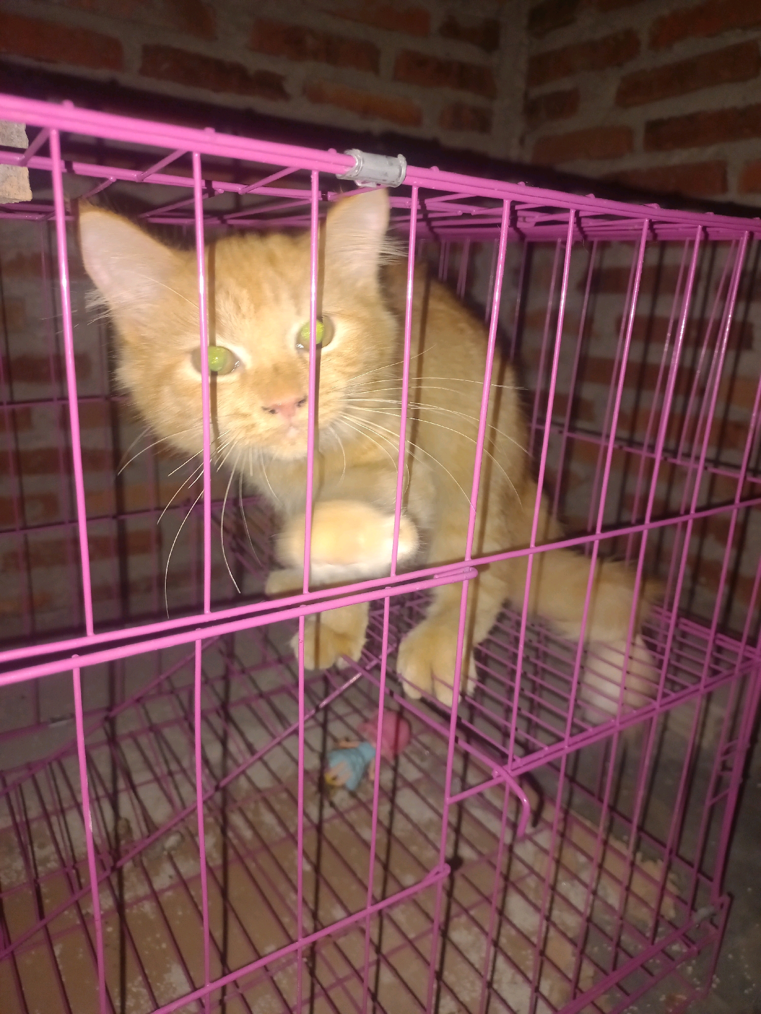 An orange cat is inside a pink metal cage. The cat is looking at the camera with bright green eyes. Its paws are visible, and its tail is curled around its body. The cage has a slatted floor and is set against a brick wall. The scene appears to be indoors, possibly in a residential area of Gambiranom, Indonesia.