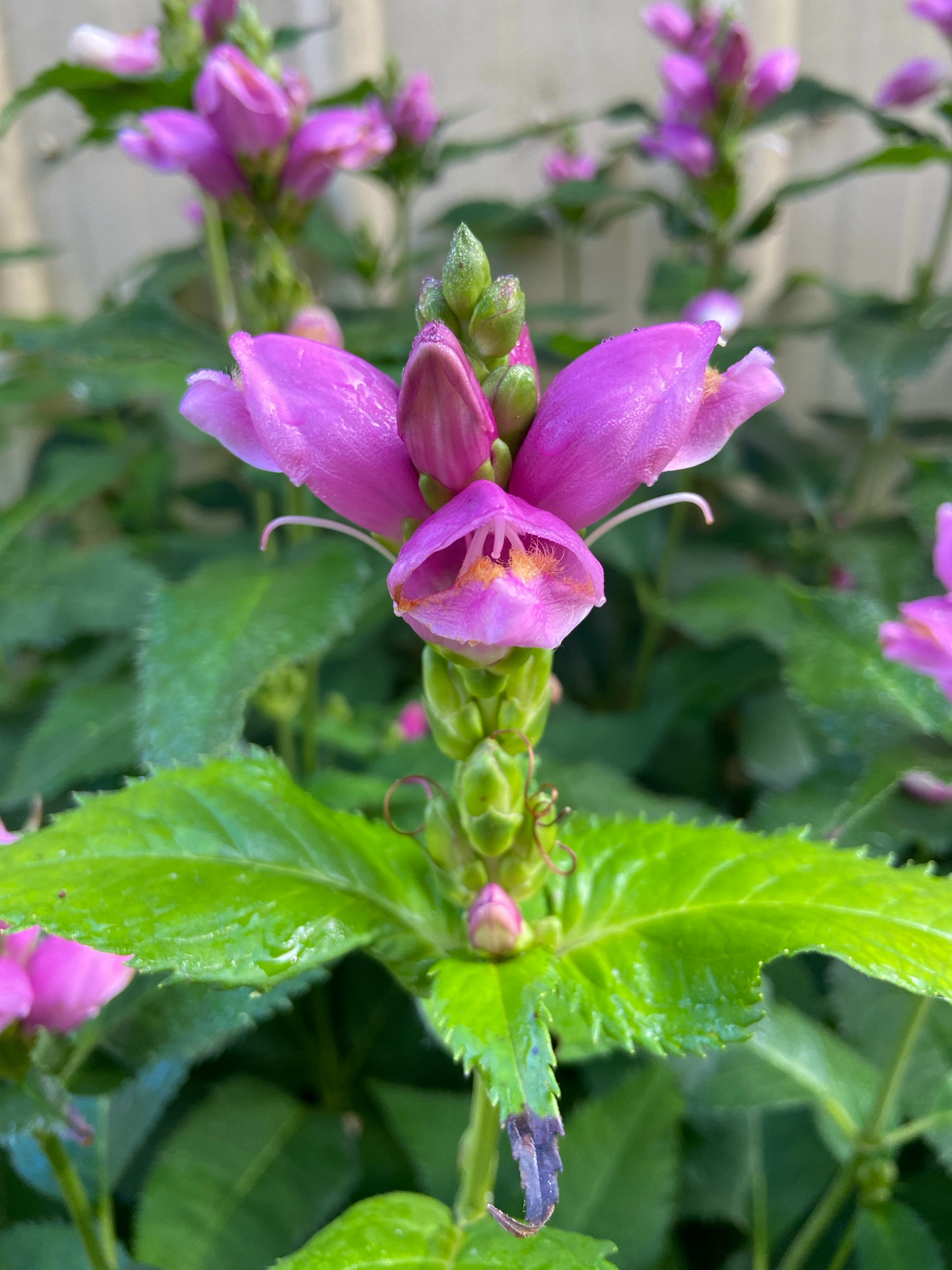 A close-up, eye-level shot captures a cluster of vibrant pink flowers with green buds, centered on a stem. The flowers, with their distinctive shell-like shape, are delicate and appear to have dew drops on their petals. They are surrounded by lush green foliage, also slightly damp, suggesting recent rain or watering. The background is softly blurred, hinting at more plants and a light-colored fence, creating a natural, garden-like setting. The image composition is focused on the details of the flowering plant. The exact location in Зимородок Днп, Russia is not specified in the visual information provided.
