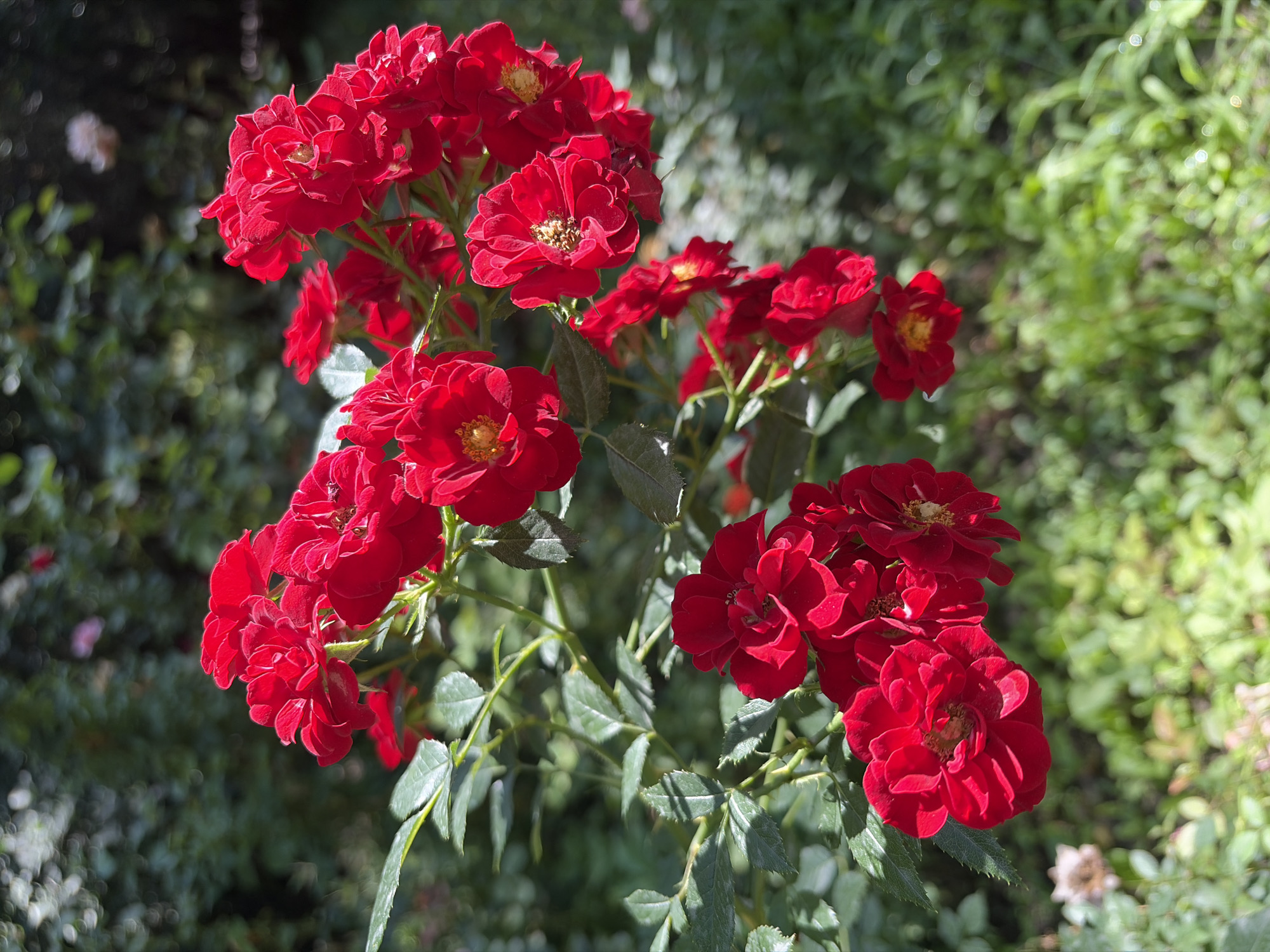 A close-up, vertical shot showcases a cluster of vibrant red roses with dark green foliage. The roses are in full bloom, with multiple petals creating a rich texture. Some of the roses show hints of yellow stamens in their centers. The leaves are glossy and appear healthy. The background is softly blurred, revealing dappled sunlight filtering through more greenery, suggesting an outdoor setting. The overall impression is one of natural beauty and lushness. There is no indication of the city of Almaty, Kazakhstan in the image, nor any people or specific urban features.