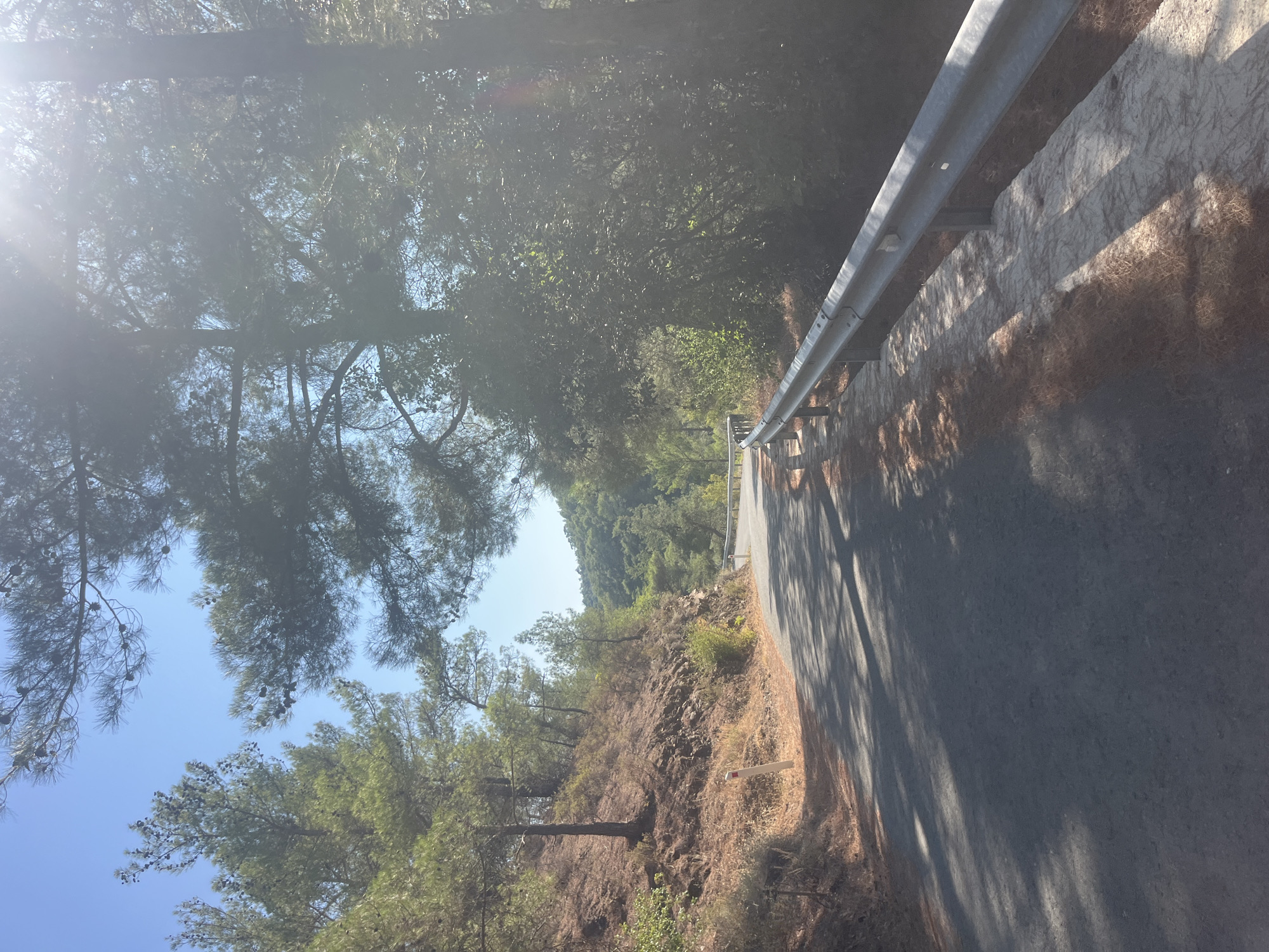 A paved road curves through a sun-drenched, wooded area with tall pine trees and rocky, sparsely vegetated hillsides. The road has a metal guardrail on the right side, separating it from a concrete retaining wall. Sunlight streams through the tree canopy, casting dappled shadows on the asphalt. In the distance, rolling hills covered in green vegetation are visible under a clear blue sky. The scene appears to be a scenic route in Pera Pedi, Cyprus, likely taken during daylight hours.