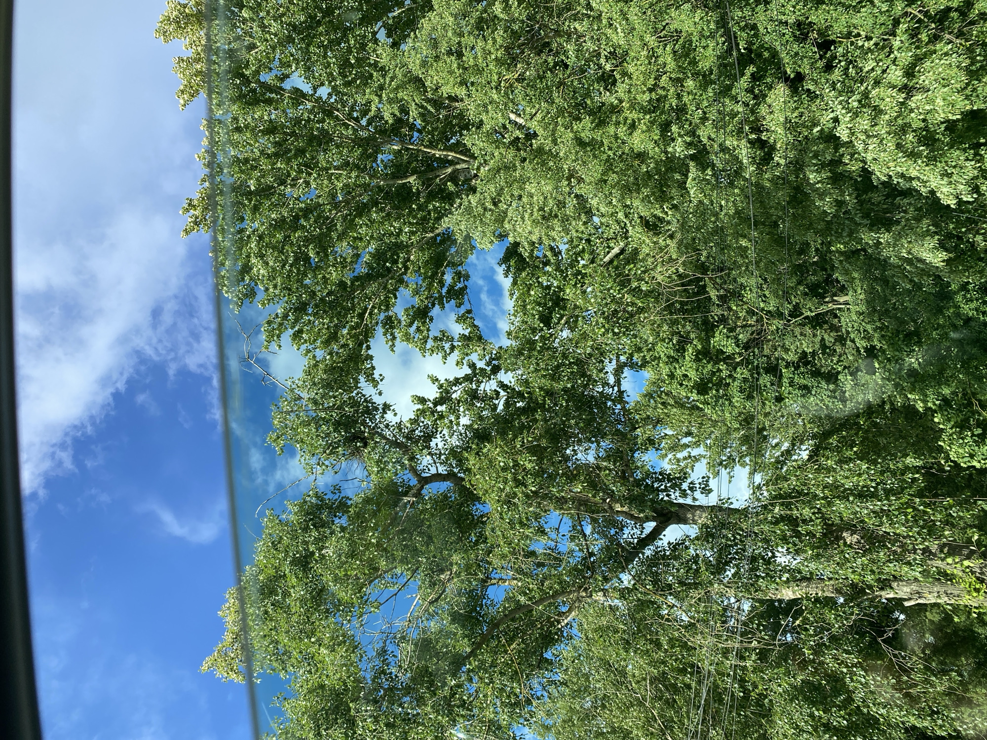 The image shows a view looking up through the canopy of a tall tree with green leaves against a bright blue sky with scattered white clouds. The perspective suggests the shot was taken from below, possibly looking up from the base of the tree or through a window of a vehicle. The leaves are lush and dense, obscuring much of the sky and the tree's branches. In the upper left portion of the image, a dark, vertical element suggests the edge of a frame or a window, with a horizontal reflection or distortion visible across the sky. Power lines are also visible running through the foliage in the right half of the image. The lighting suggests it is daytime, likely a sunny day. The overall scene evokes a sense of nature and the outdoors. No people, text, or specific events are discernible.