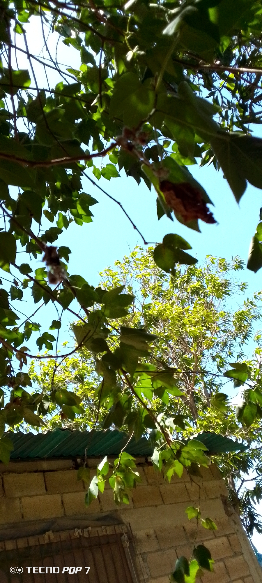 A low-angle medium shot captures a view looking up through dense green foliage and branches against a clear blue sky. Sunlight filters through the leaves, creating dappled light and shadow. In the background, a lighter green tree with smaller leaves is visible. Below the trees, a section of a building is visible, featuring a corrugated green roof and a wall constructed from light-colored, rough-textured bricks. A portion of a wooden door or window frame is also visible on the lower right. A watermark in the bottom left corner reads "TECNO POP 7". The scene appears to be an outdoor setting, likely in a residential area, given the building structure and vegetation. The specific location within Altagracia, Venezuela, is not discernible from the visual information alone. There are no people or animals present in the frame, and no specific actions or interactions are depicted. The overall atmosphere is one of a bright, sunny day with abundant greenery.