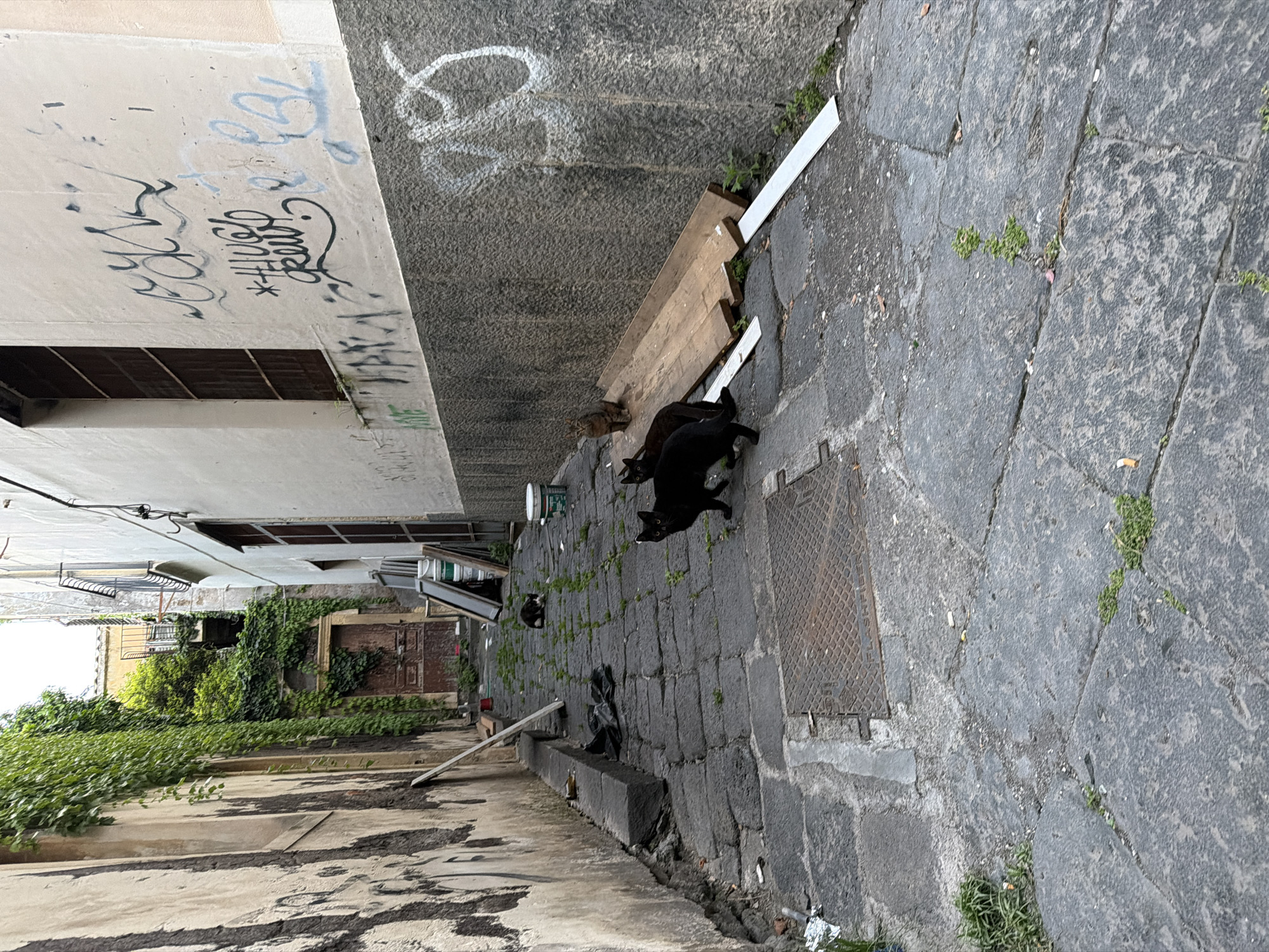 This image depicts a narrow alleyway in Acireale, Italy, characterized by cobblestone pavement and tall buildings on either side. The alley is mostly shaded, with buildings covered in graffiti. There are three cats visible in the alley: two black cats and one brown cat. A wooden plank leans against the wall of the alley. Greenery and weeds are growing on the sides of the alley. The overall impression is of an older, somewhat neglected area.