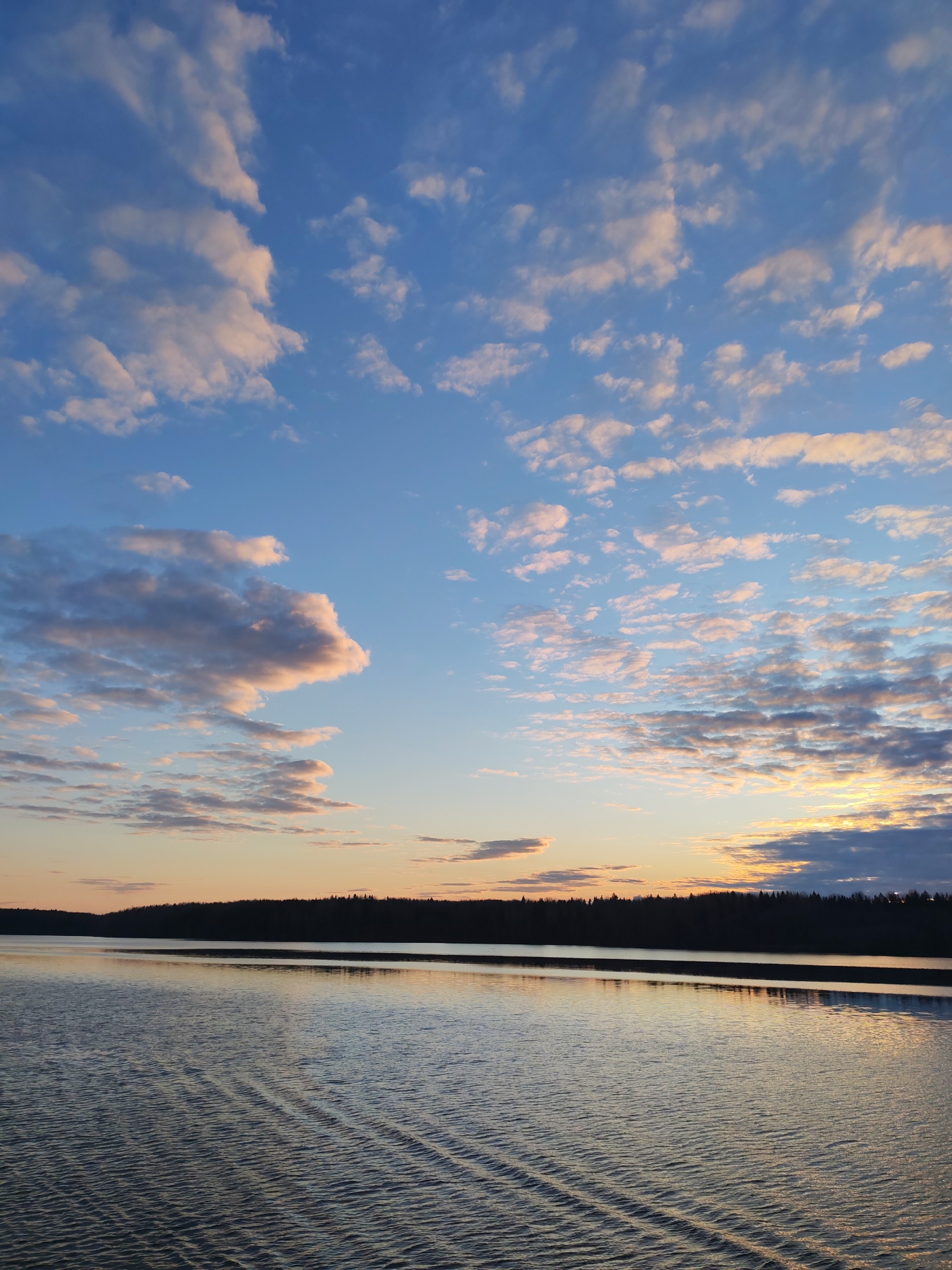 The image captures a serene natural landscape at dusk over a wide body of water in Turtsevo, Russia. The sky dominates the upper portion, displaying a gradient from a clear, vibrant blue overhead to softer orange and yellow hues near the horizon, characteristic of a sunset. Numerous scattered clouds, ranging from small, wispy cumulus to broader stratocumulus formations, are illuminated from below by the setting sun, casting delicate pink, white, and golden tones against the blue.
A dark, silhouetted treeline stretches across the horizon, separating the sky from the water. This dense forest suggests a natural, possibly remote, shore or distant landmass. The expansive body of water, likely a lake or large river, calmly reflects the ambient light of the sky. Gentle, parallel ripples create a textured pattern across the water's surface, particularly visible in the foreground, suggesting a mild current or distant wake.
The scene conveys a strong sense of tranquility and natural beauty. The time of day is clearly twilight, with the low sun casting warm light on the clouds and horizon. The weather appears calm and clear. No people, man-made structures, or distinct activities are visible, emphasizing the untouched quality of the environment. There is no visible text in the image.