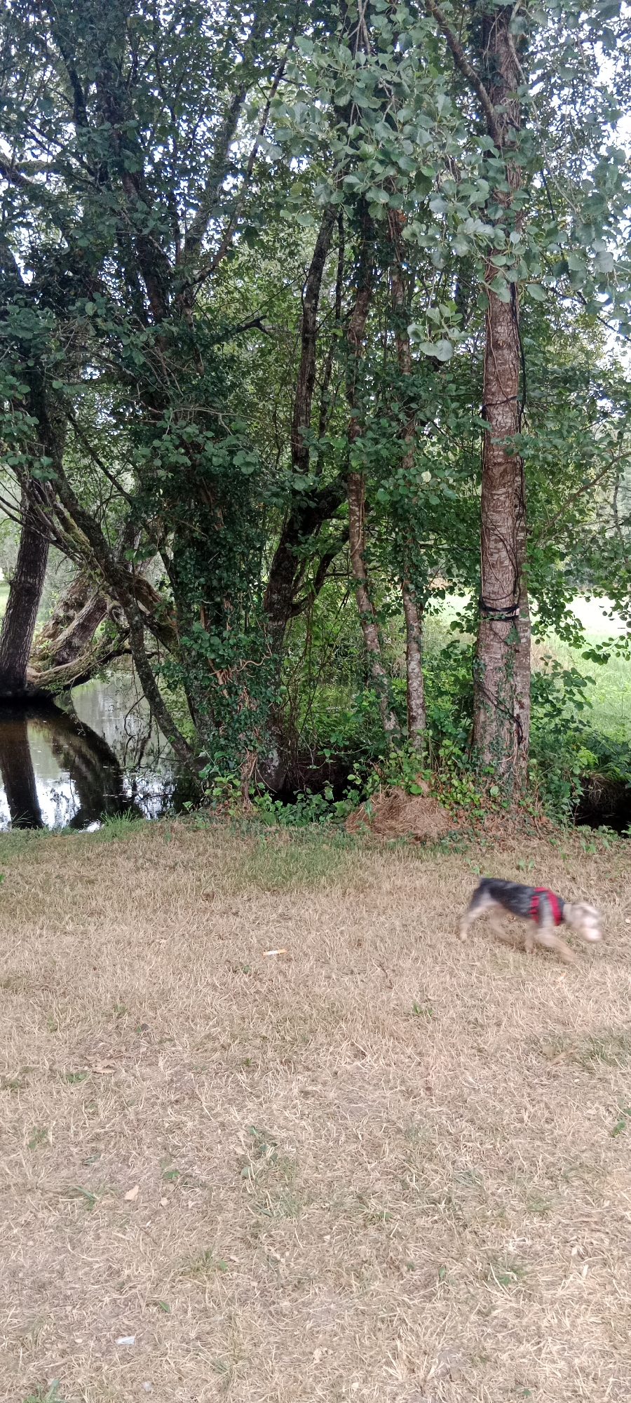 A small, blurry dog with a red harness runs across dry, light brown grass in the foreground. Behind the grass is a body of water with reflections of trees. The background consists of dense green foliage and tree trunks. The scene appears to be a natural outdoor setting, possibly a park or woodland area, with no indication of being in the city of O Corgo, Spain.