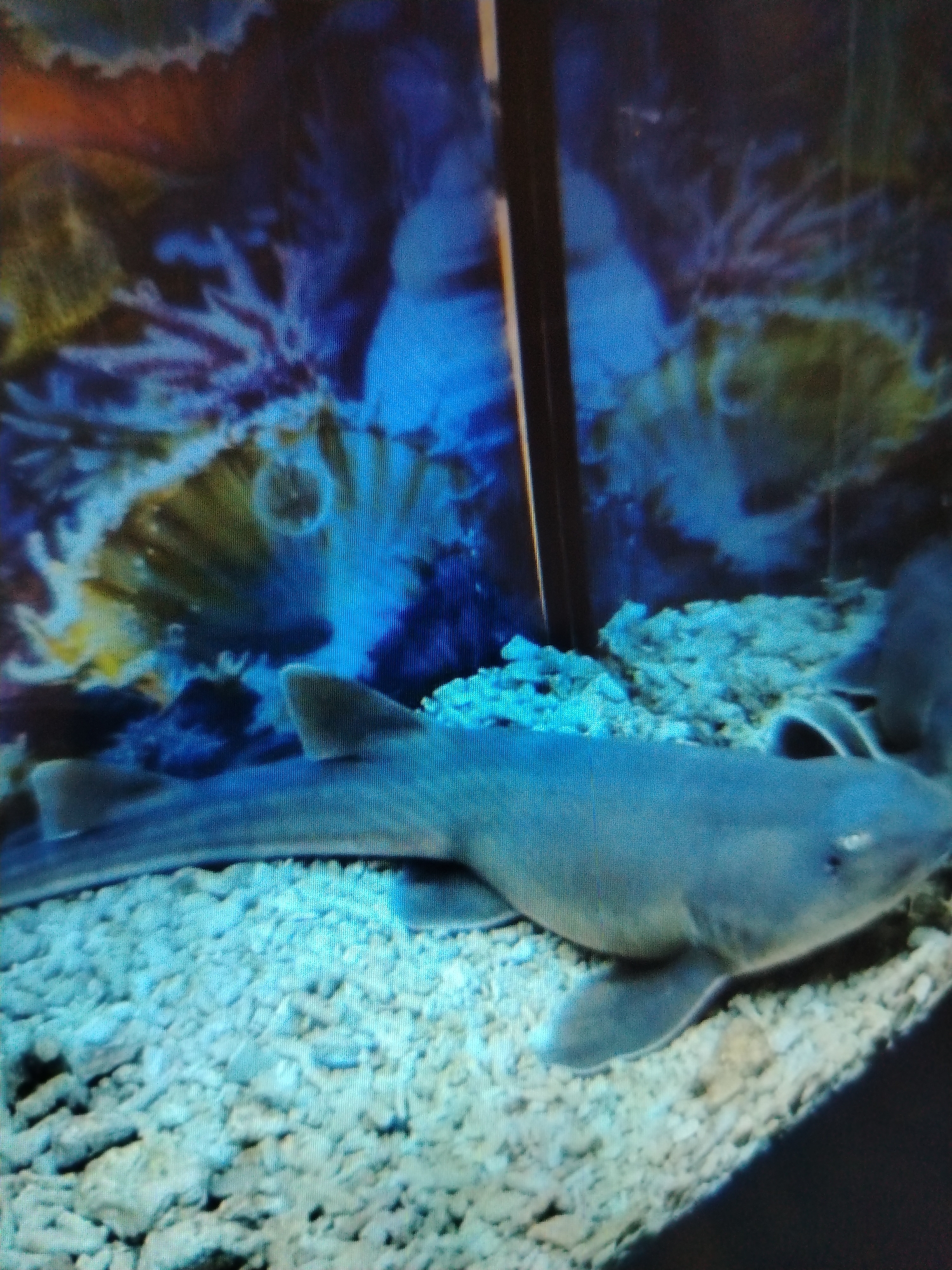 The image shows a shark in an aquarium. The shark is light gray and appears to be resting on a gravel bottom. The background includes an artificial coral reef. The scene is likely within an aquarium or zoo setting, but the location in Yaroslavl, Russia is not definitively verifiable from the image alone. There are no people visible in the image.