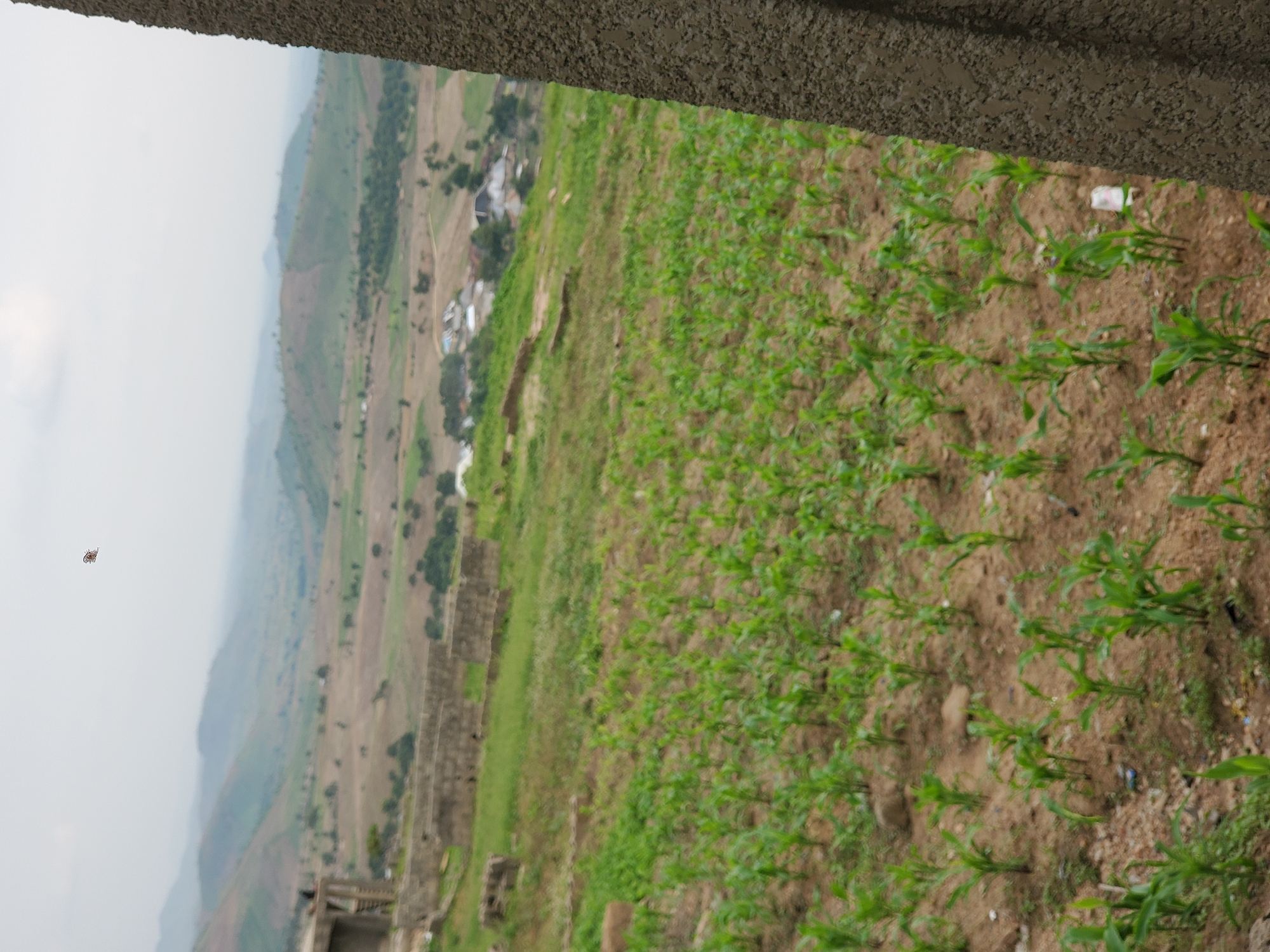 The image shows a landscape with rolling hills in the background under an overcast sky. In the foreground, there is a field of young corn plants. To the left, there are the remains of stone structures and some green grass. A concrete pillar is visible on the right side of the frame, taking up a significant portion of the image. In the distance, a small settlement with several buildings can be seen nestled among the hills. A single object, possibly a kite or drone, is visible high in the sky. The overall scene depicts a rural or semi-rural environment, possibly in a developing area.
