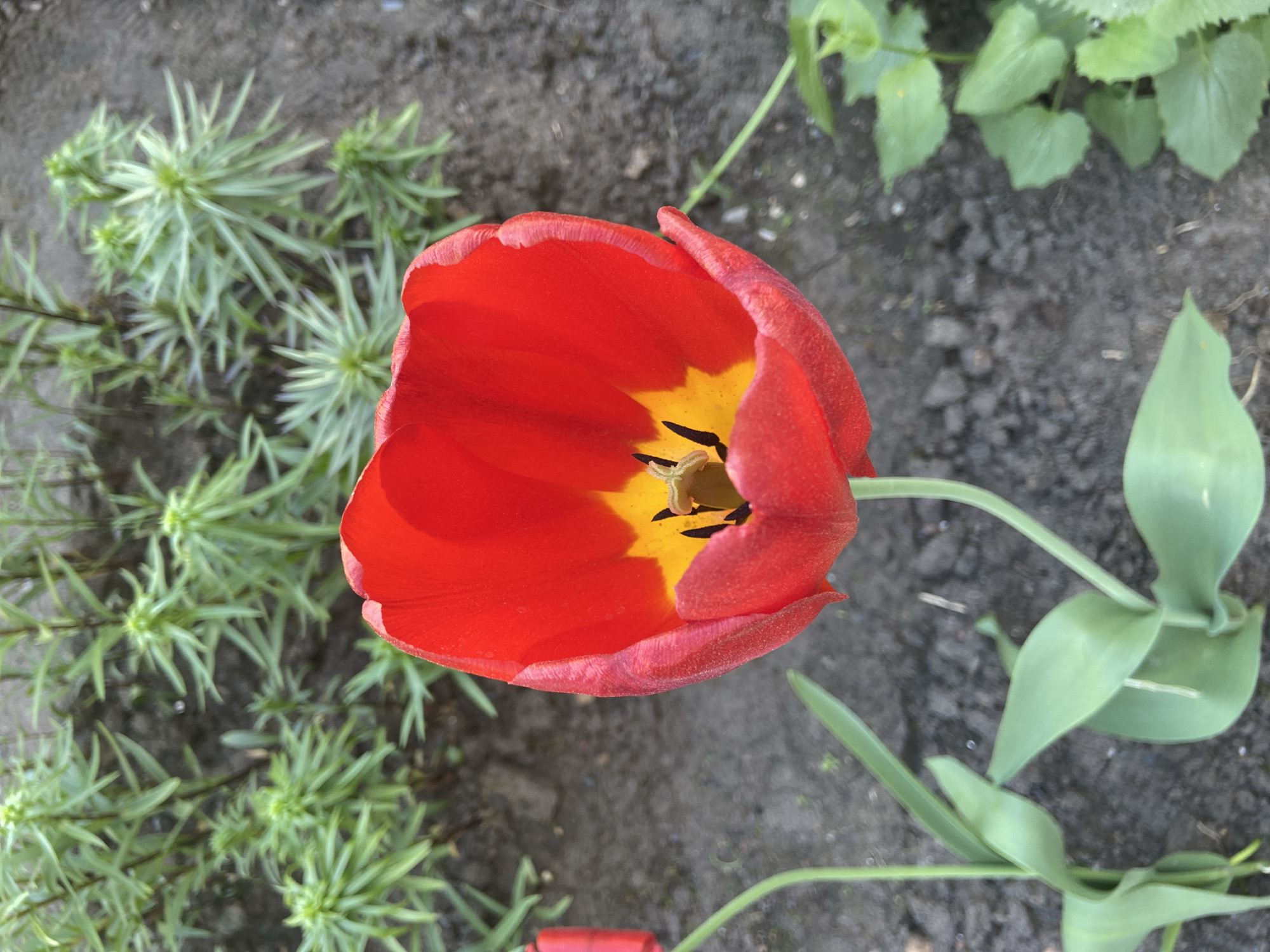 A top-down view shows a vibrant red tulip with a yellow center, its petals open wide. The flower's stem extends to the right, with several green leaves emerging from it. The tulip is situated in a garden bed, surrounded by various plants, including some with spiky, star-shaped foliage to the left and rounded leaves in the upper right. The soil appears dark and moist. The location is assumed to be within Chaikovsky, Russia, based on external information.