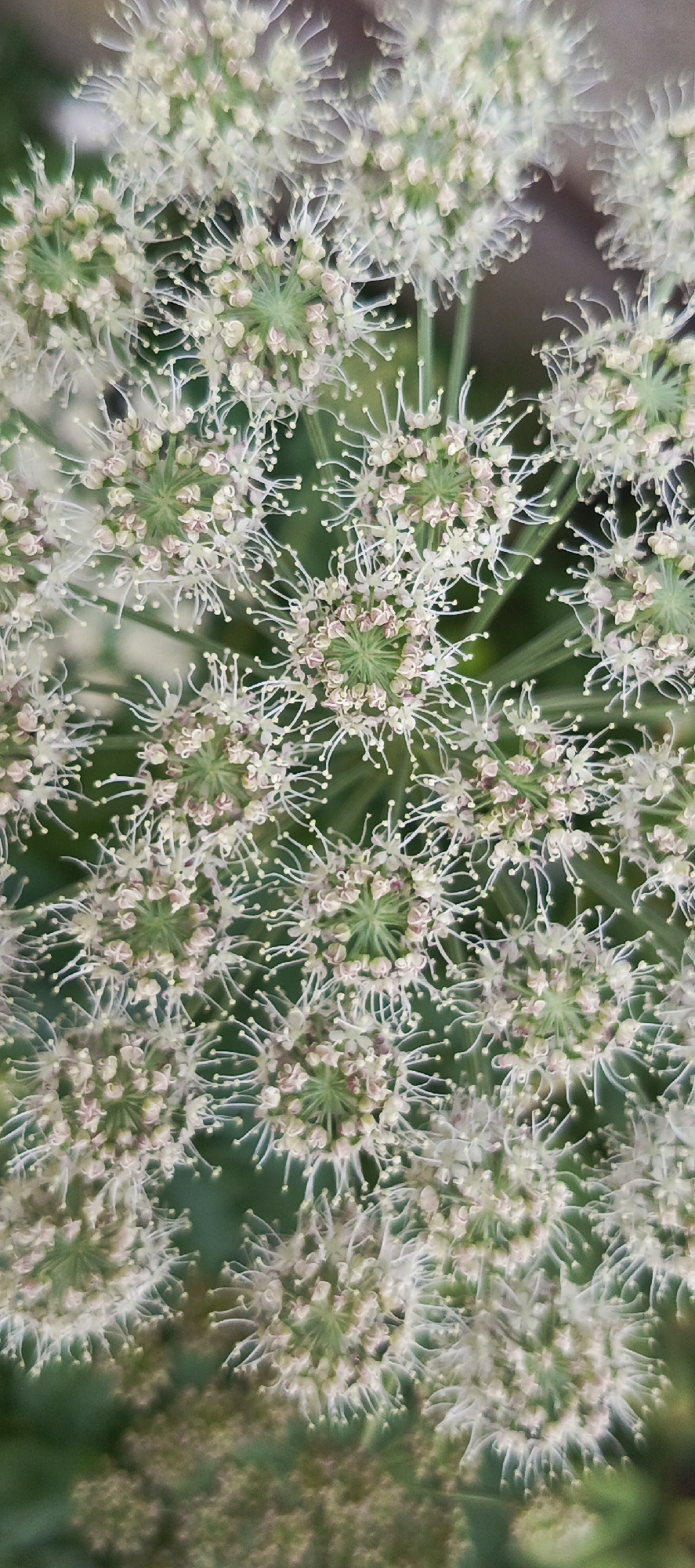 The image is a close-up, vertical, overhead view of a cluster of white and pale pink flowers. The flowers are small and numerous, arranged in a dense, umbel-like structure. Each individual flower appears to have multiple thin, delicate petals or stamens radiating outwards from a central core, which is a pale green. The background is softly blurred and consists of various shades of green, suggesting foliage or other plant life. There are no people or man-made objects visible in the image. The focus is entirely on the intricate detail of the flowers.