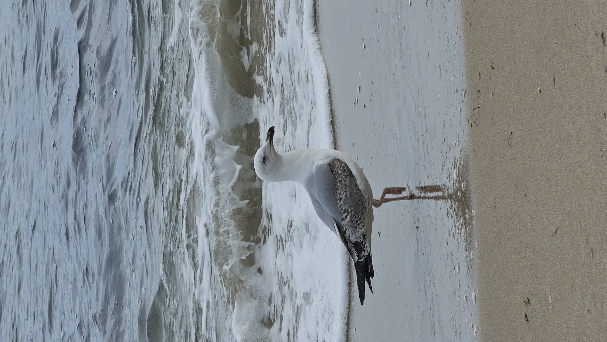 A seagull stands on a beach at the edge of the water in Varna, Bulgaria. The bird has a white head and body with grey and speckled wings and a black tail. The beach is sand colored on the right. The water is on the left. The waves are light blue-grey with white foam.