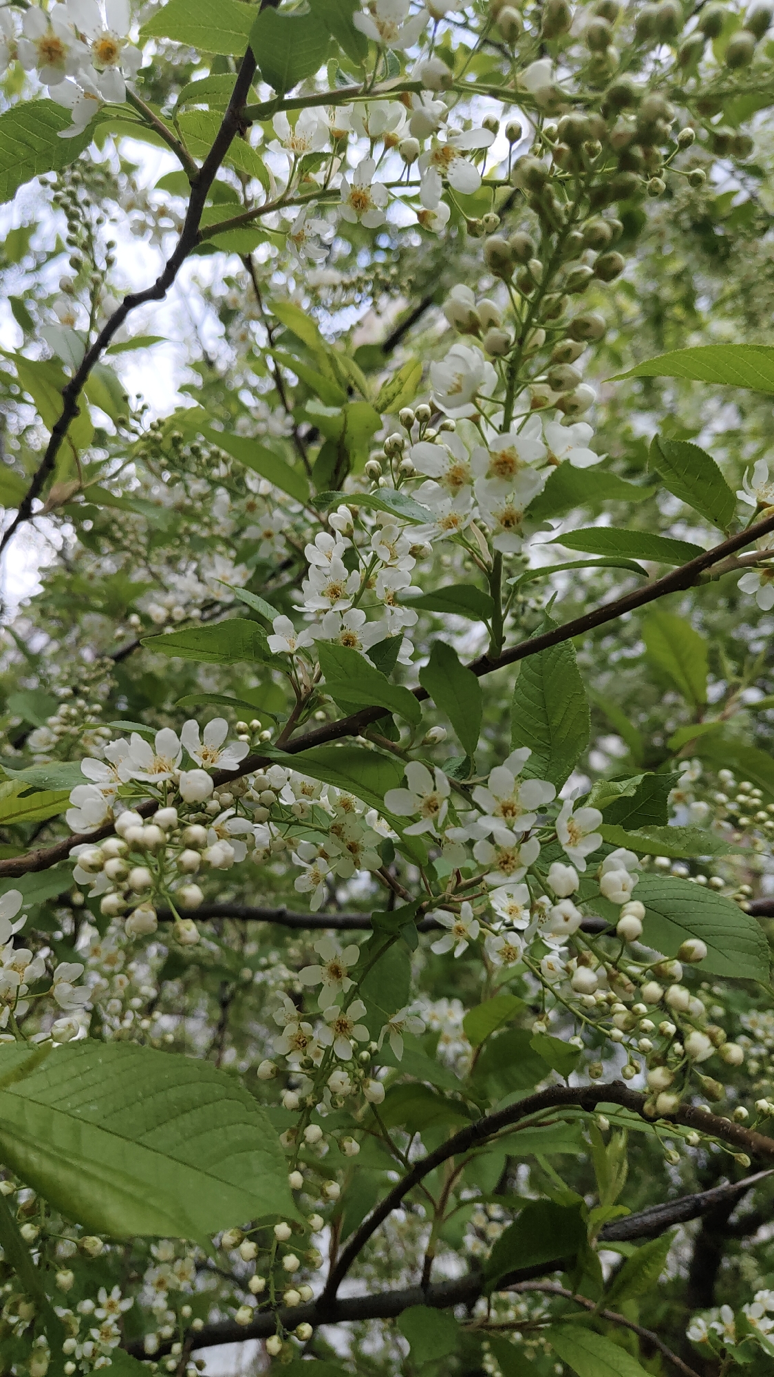 The image shows a close-up view of a flowering tree, possibly a bird cherry (Prunus padus), with white blossoms and green leaves. The tree's branches are visible, and there are many buds that have not yet opened into flowers. The image was taken outdoors, and the background shows a blurry mix of sky, other trees, and possibly buildings. It is not possible to confirm whether the image was taken in Krasnoyarsk, Russia, without additional information. The photo is detailed and depicts a scene in nature.