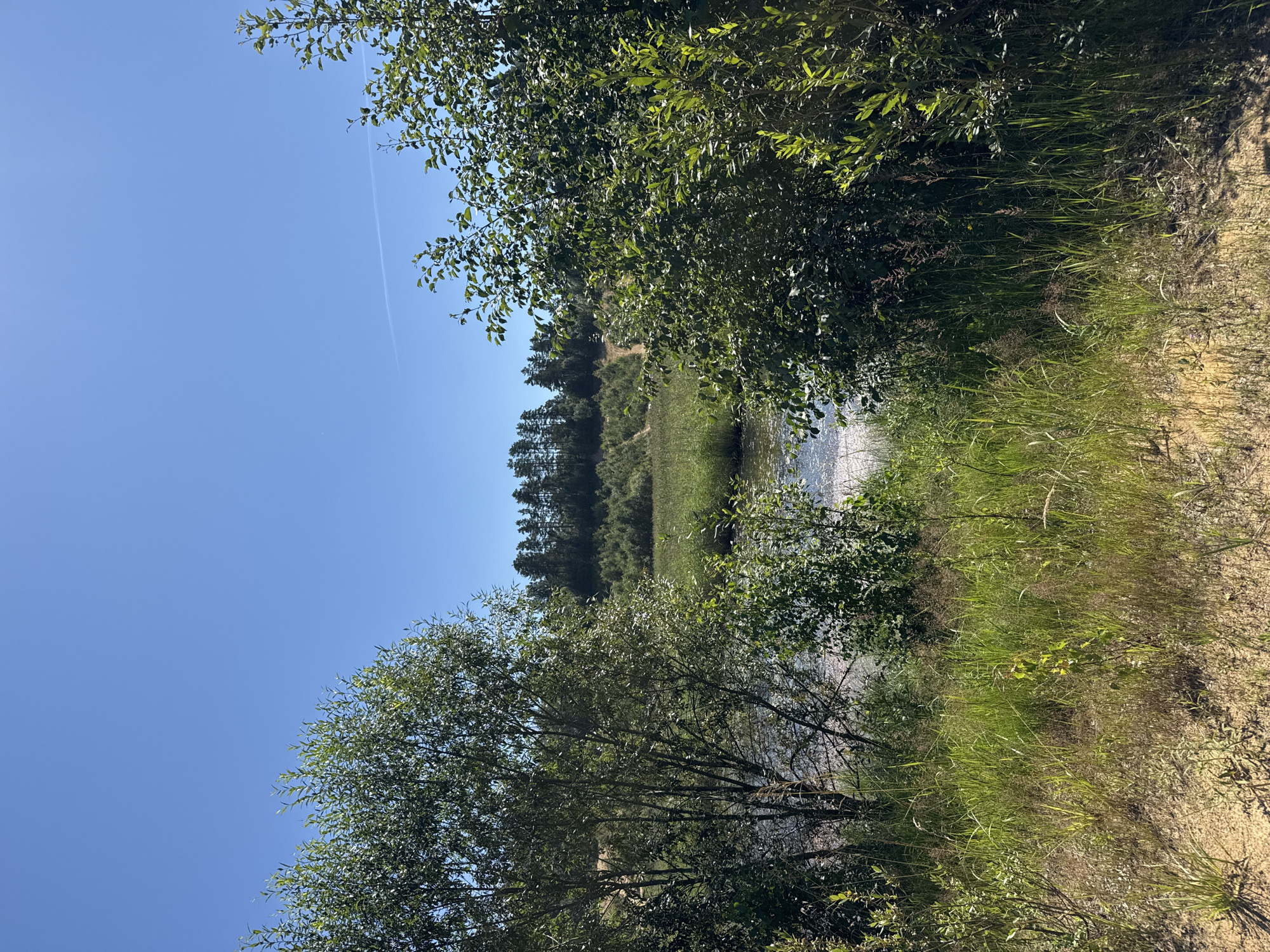 The image depicts a natural landscape under a clear blue sky. In the foreground, there is sandy ground with various green grasses and small plants. To the left and right, dense green foliage of trees partially frames the scene. Beyond the vegetation, a body of water is visible, reflecting the sunlight. In the background, a line of evergreen trees forms a distant treeline against a slightly hazy horizon. The environment appears to be a natural area, possibly a park or undeveloped land, located in Yevrostroy, Russia. There are no people or animals visible in the image.
