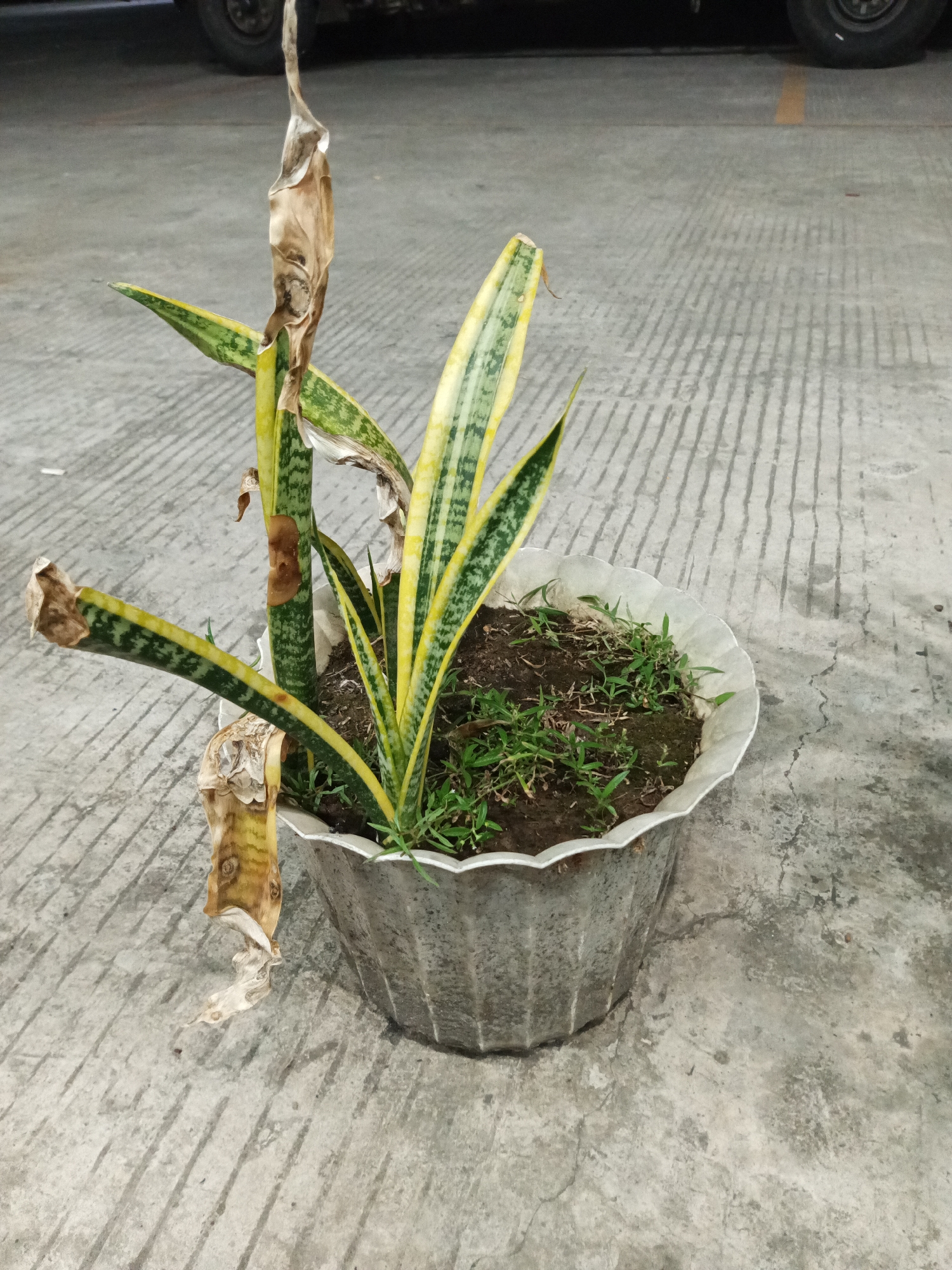 A potted snake plant with several dried and browning leaves sits on a concrete surface marked with parallel lines. The pot is grey and has a fluted edge. Small green shoots are growing around the base of the plant. In the background, the tire and lower body of a dark-colored vehicle are visible. The scene appears to be an outdoor setting, possibly a parking lot, given the concrete and vehicle.