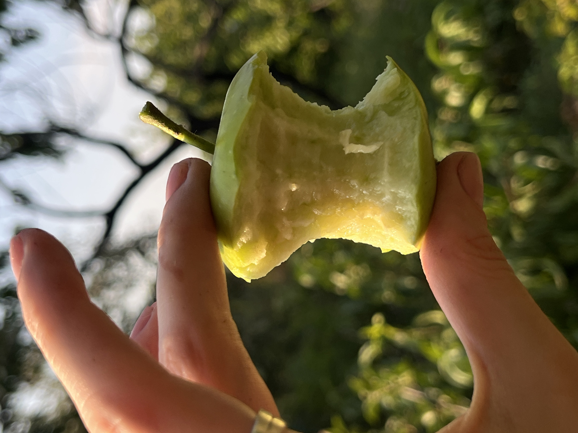 In a close-up, horizontal, outdoor shot, a person's hand holds a partially eaten green apple. The apple core, with visible bite marks, is positioned in the center of the frame, illuminated by sunlight. The hand, with its thumb and index finger supporting the core, is in the lower left and top left quadrants of the image. The background is a soft-focus blur of green foliage and indistinct tree branches against a pale sky. The overall lighting suggests it is daytime. The scene is not in a city.