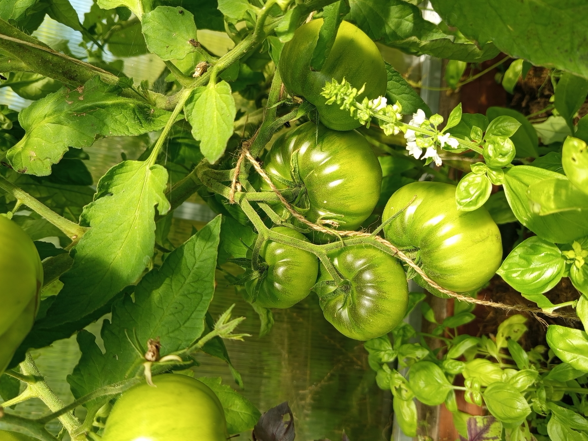 This is a close-up, vertical, natural light, outdoor shot of several unripe green tomatoes hanging from a vine in what appears to be a greenhouse or garden setting in Ostrovtsy, Russia. The tomatoes are various sizes, with some showing subtle green stripes. The vine has thick, hairy stems and large, serrated green leaves. The background is softly blurred, showing more greenery and the translucent material of a greenhouse. In the foreground, there are also bright green basil plants, some with darker purple-tinged leaves, and a delicate stalk of tiny white tomato blossoms. A piece of twine is used to support one of the tomato clusters.