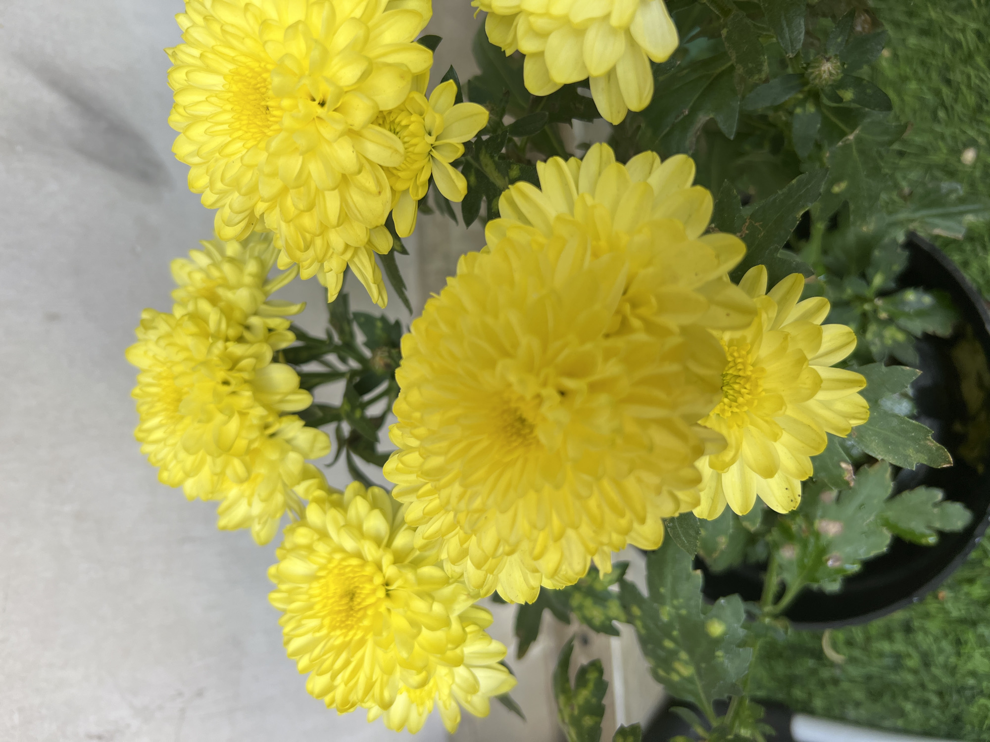 The image shows a close-up view of several bright yellow chrysanthemum flowers with green foliage in the foreground. The flowers are the primary subjects and fill most of the frame, with varying degrees of focus. The background consists of a neutral-colored wall with some texture and shadows, and a hint of green grass and a black pot. The scene appears to be an outdoor setting, possibly a garden or balcony. There are no people or animals visible in the image. The overall impression is one of natural beauty and vibrant color. There is no information in the image to indicate its location in Denpasar, Indonesia.