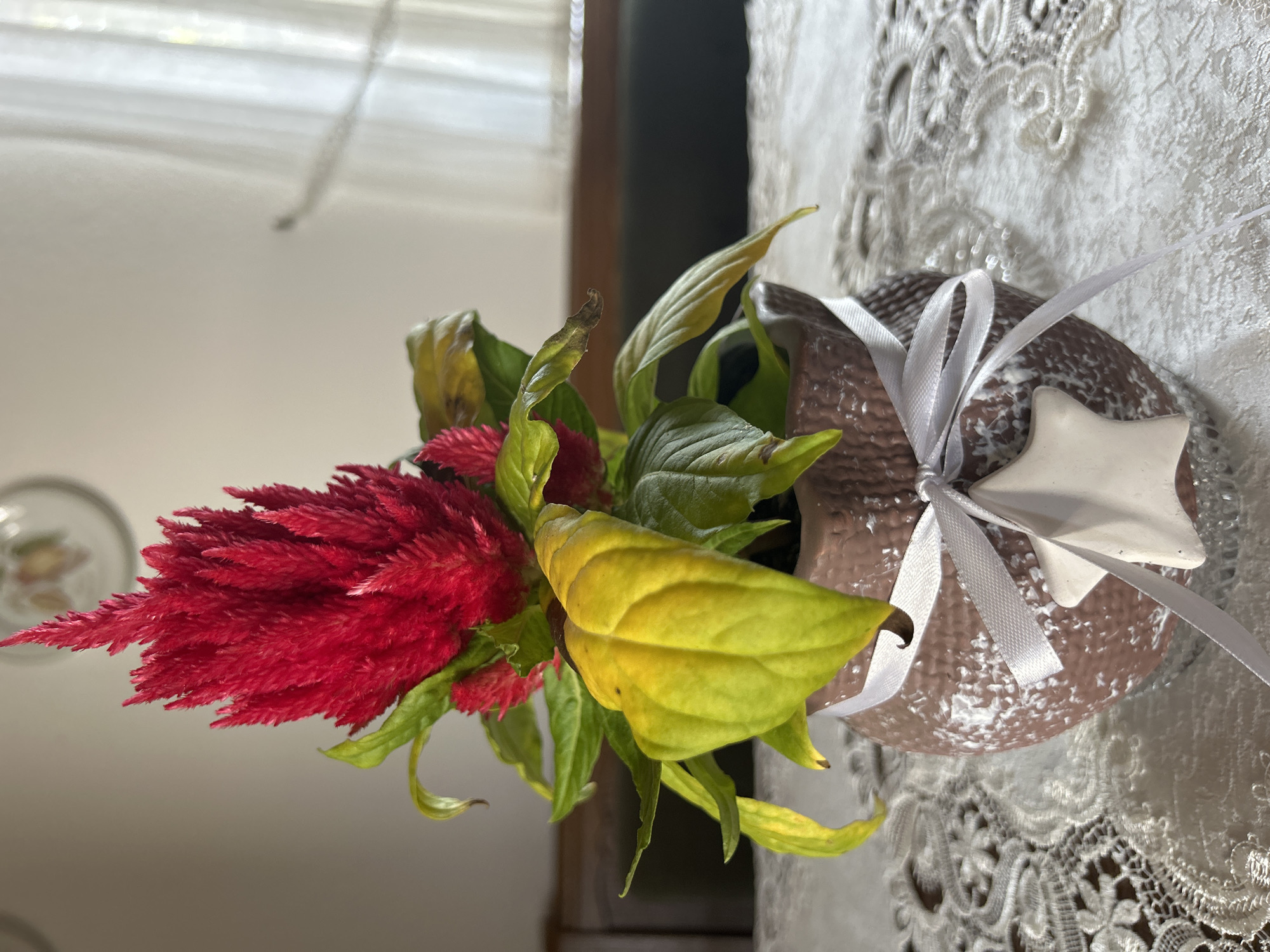 A potted red celosia plant sits on a white lace tablecloth. The plant has vibrant red feathery blooms and green leaves, some of which are yellowing. The pot is a textured brown color with white speckles, and is tied with a white ribbon and a white star ornament. The background is blurred, showing a table and a white curtain. The location is described as Unknown, Unknown.